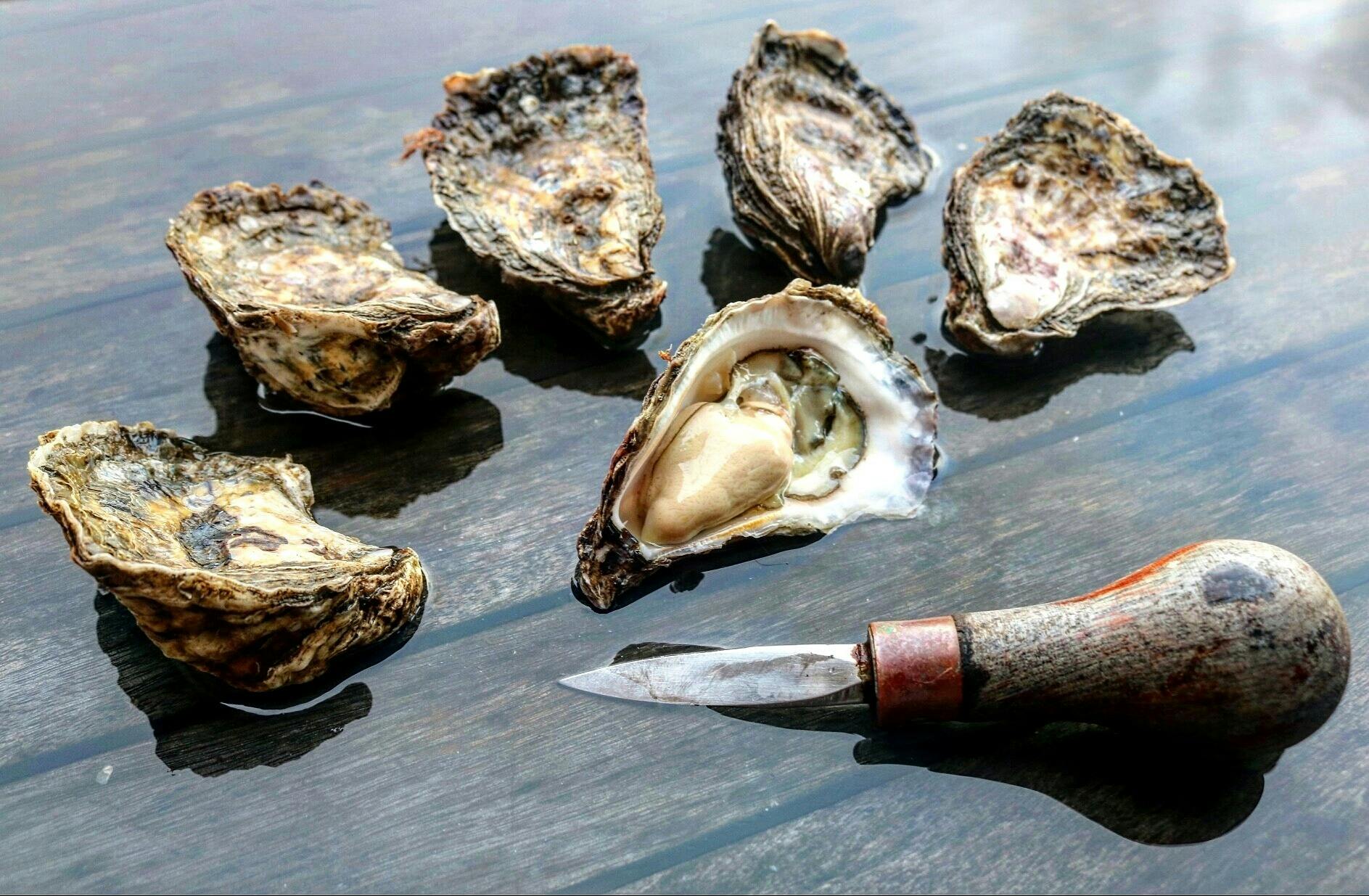 Port Pearler Oysters