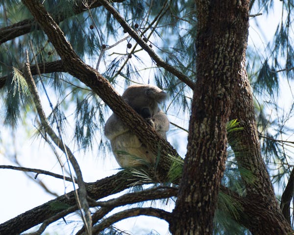 Koala Conservation Wild Breeding Visitor Centre - Guulabaa - Place of Koala
