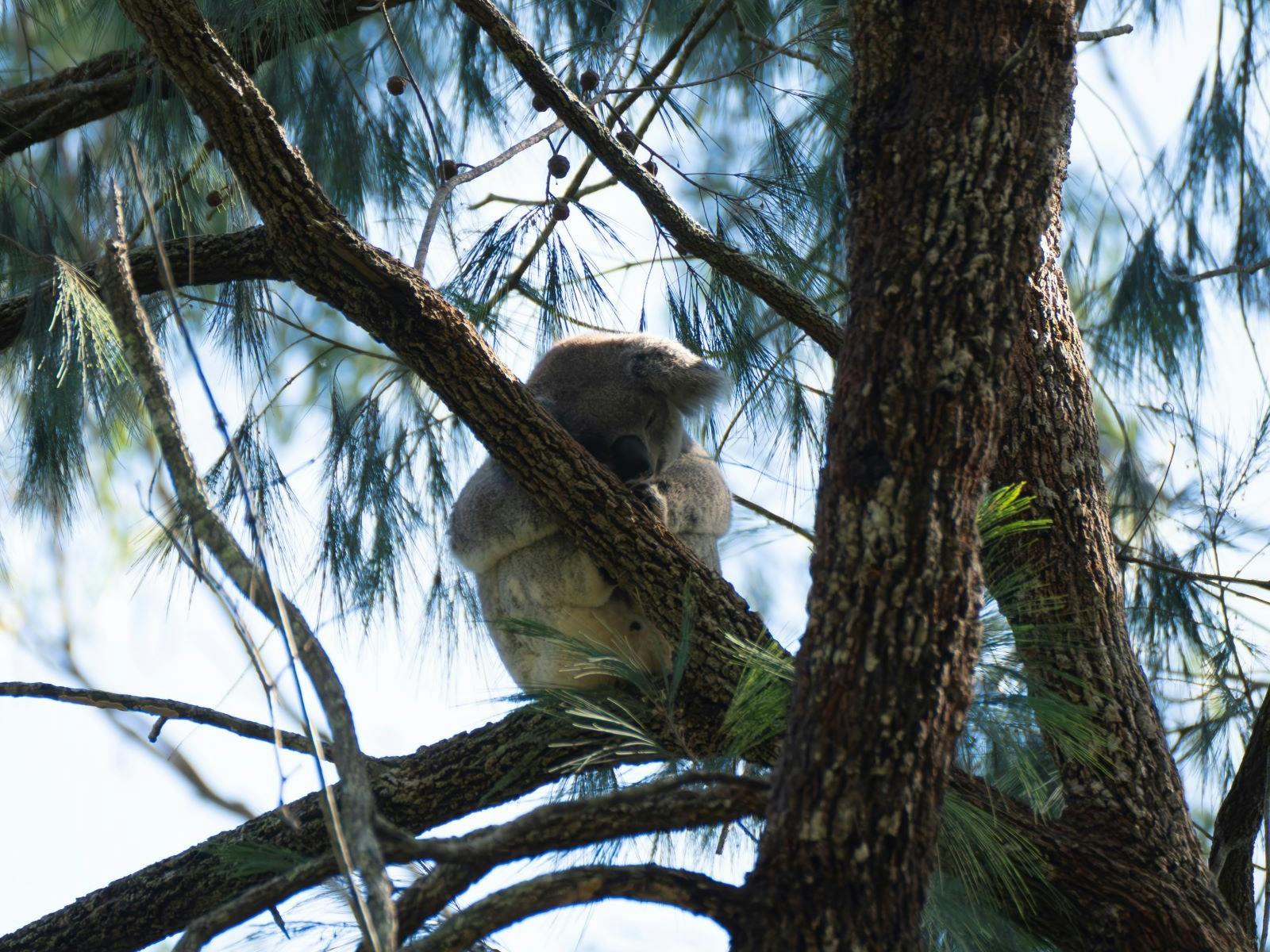 Wild koala in a tree