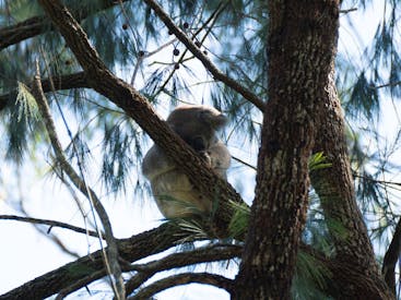 Koala Conservation Wild Breeding Visitor Centre - Guulabaa - Place of Koala
