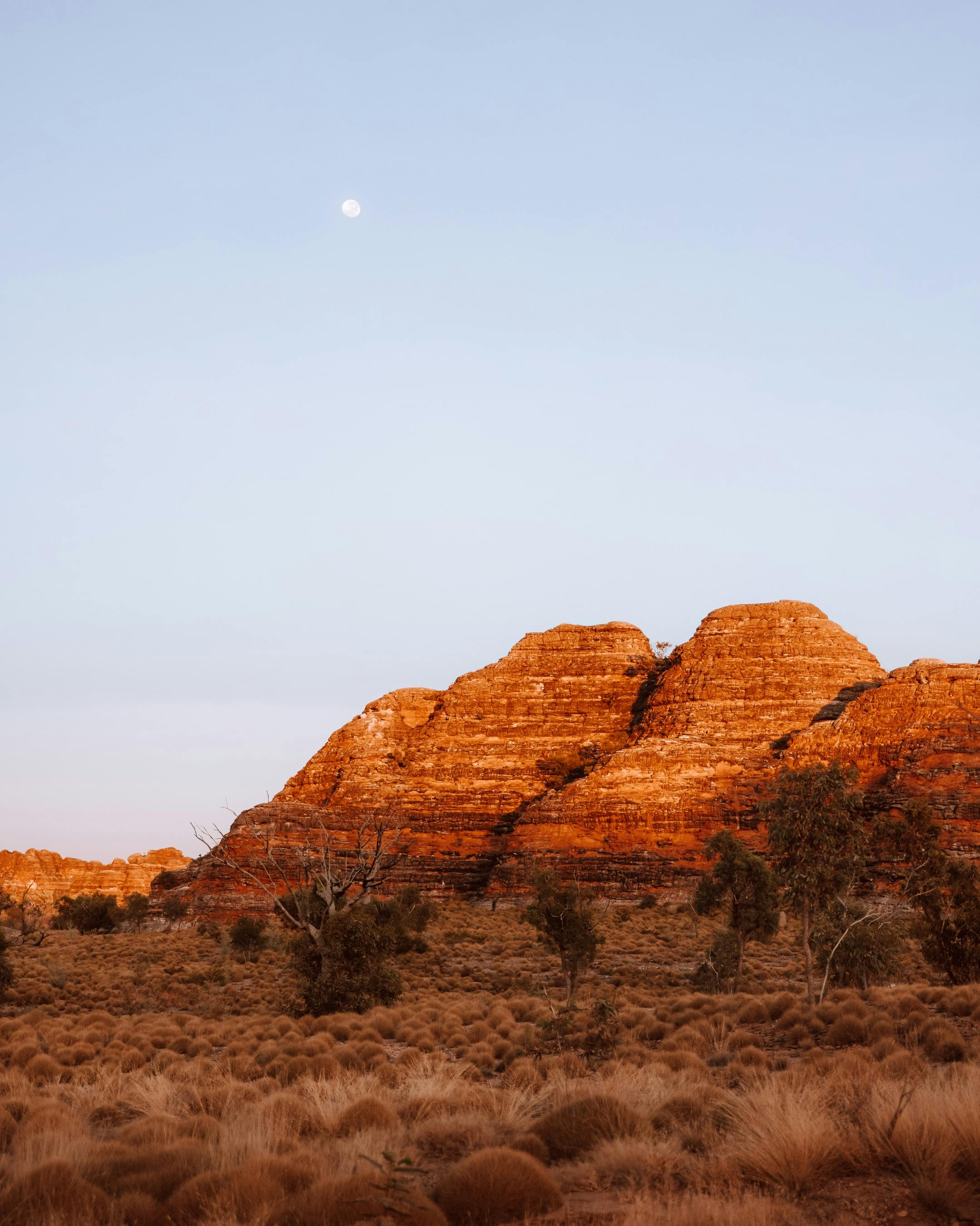 bungles