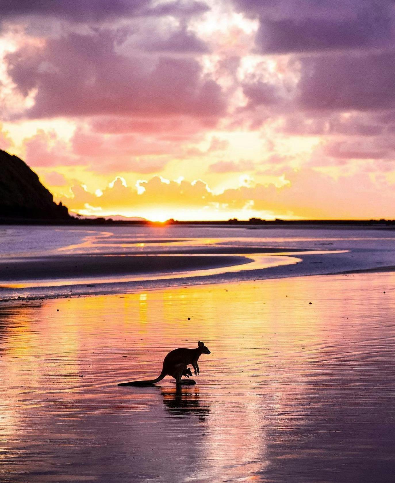 Wallabies on the Beach at Cape Hillsborough