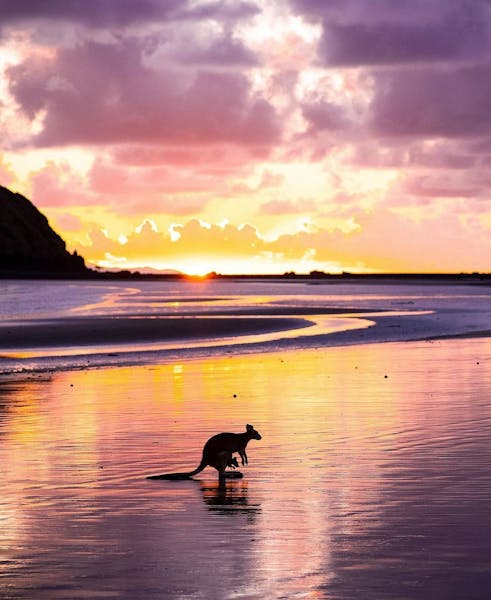 Wallabies on the Beach at Cape Hillsborough