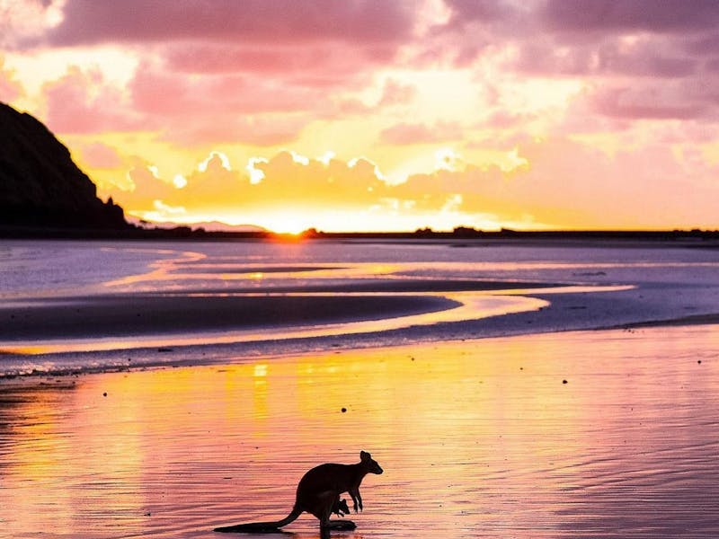 Cape Hillsborough sunrise wallabies