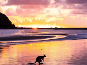 Wallabies on the Beach at Cape Hillsborough