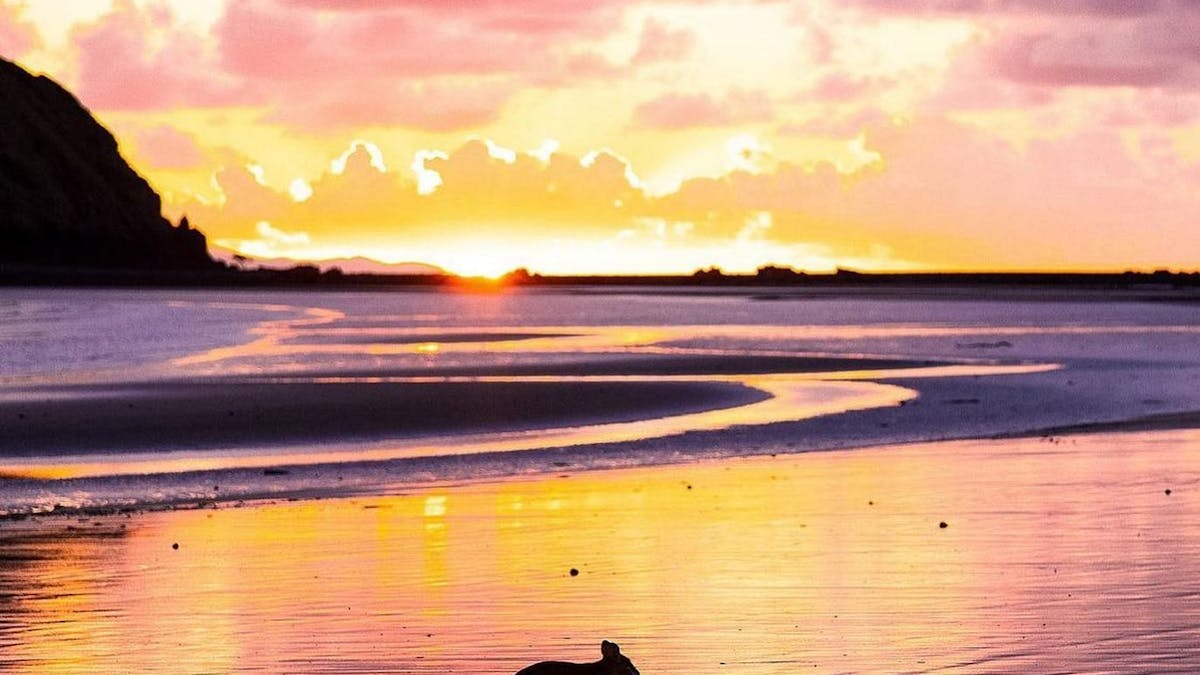 Cape Hillsborough sunrise wallabies