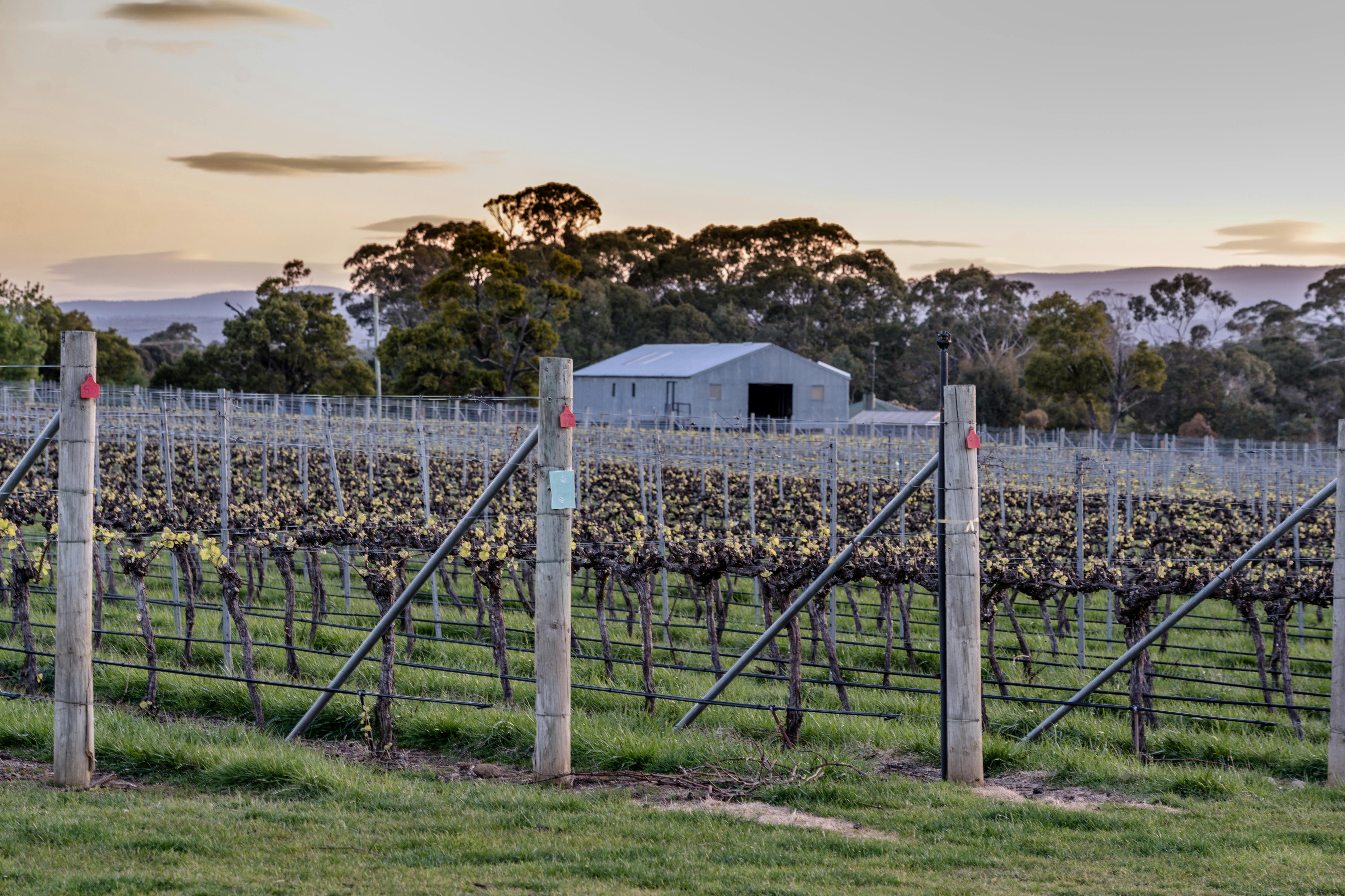 each winter grapevines go dormant and rest getting ready for the new year ahead