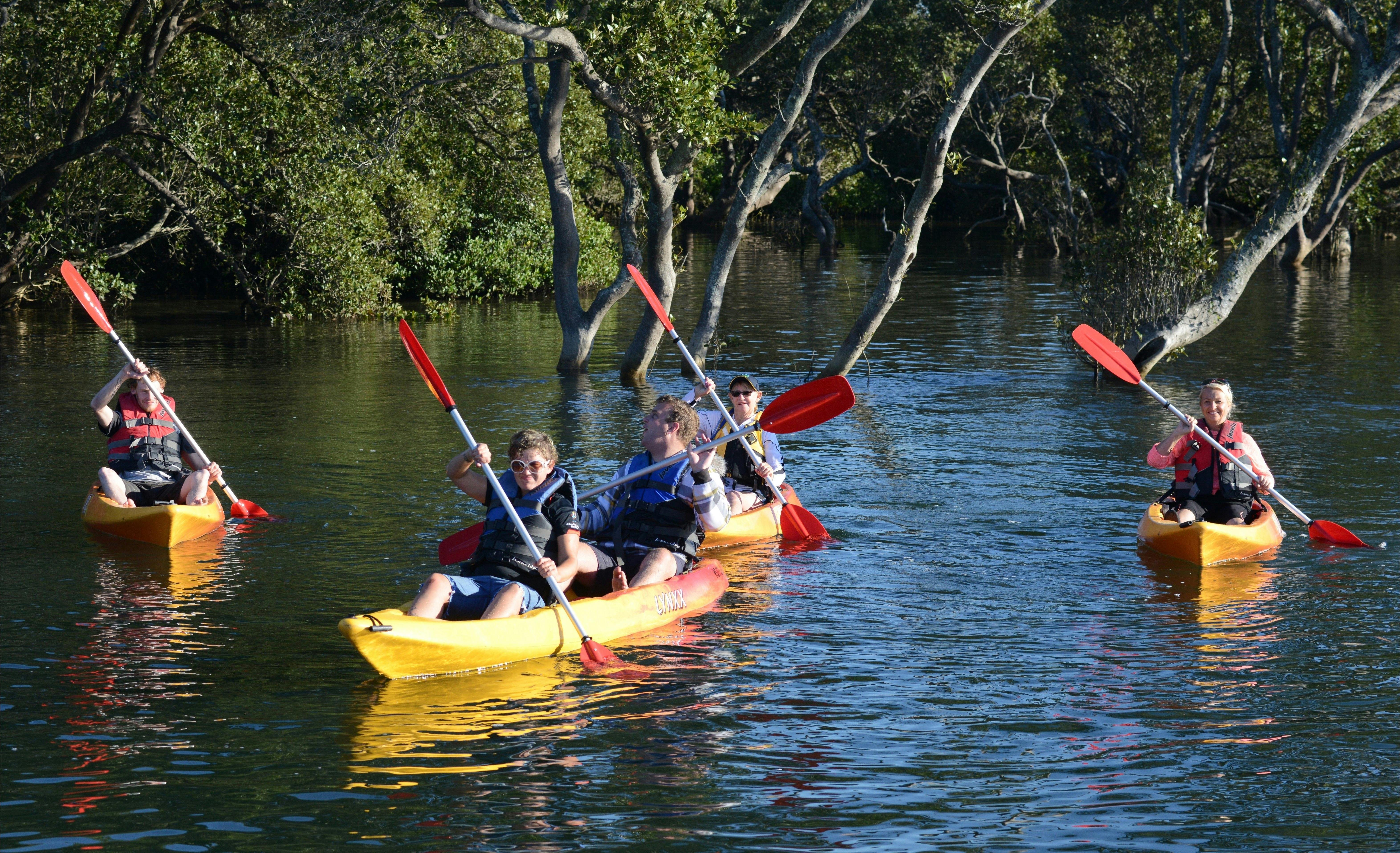 Mangroves Currambene Creek