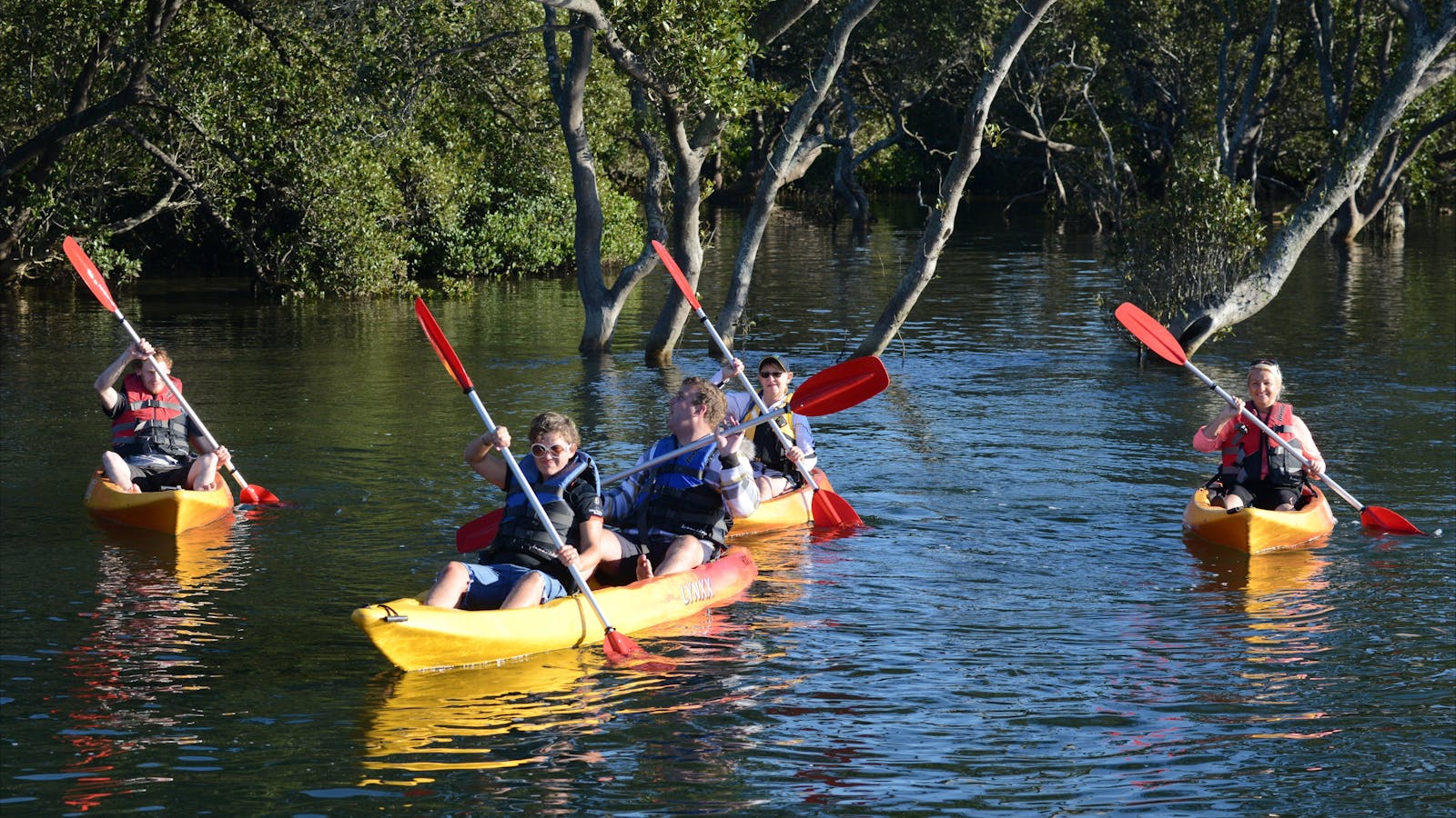 Mangroves Currambene Creek