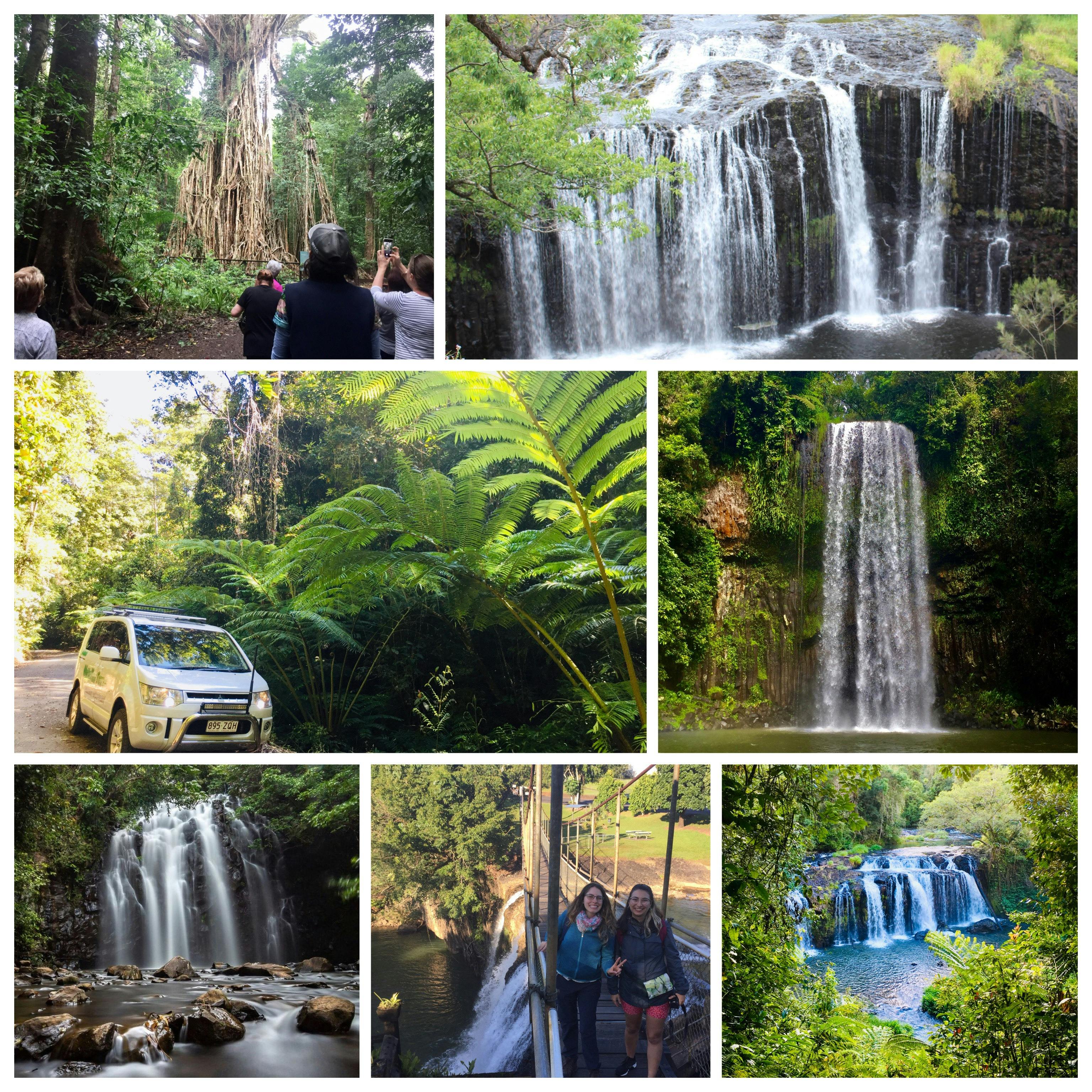 Some of the amazing waterfalls we visit. The overhanging giant king ferns and Catherdral Fig Tree