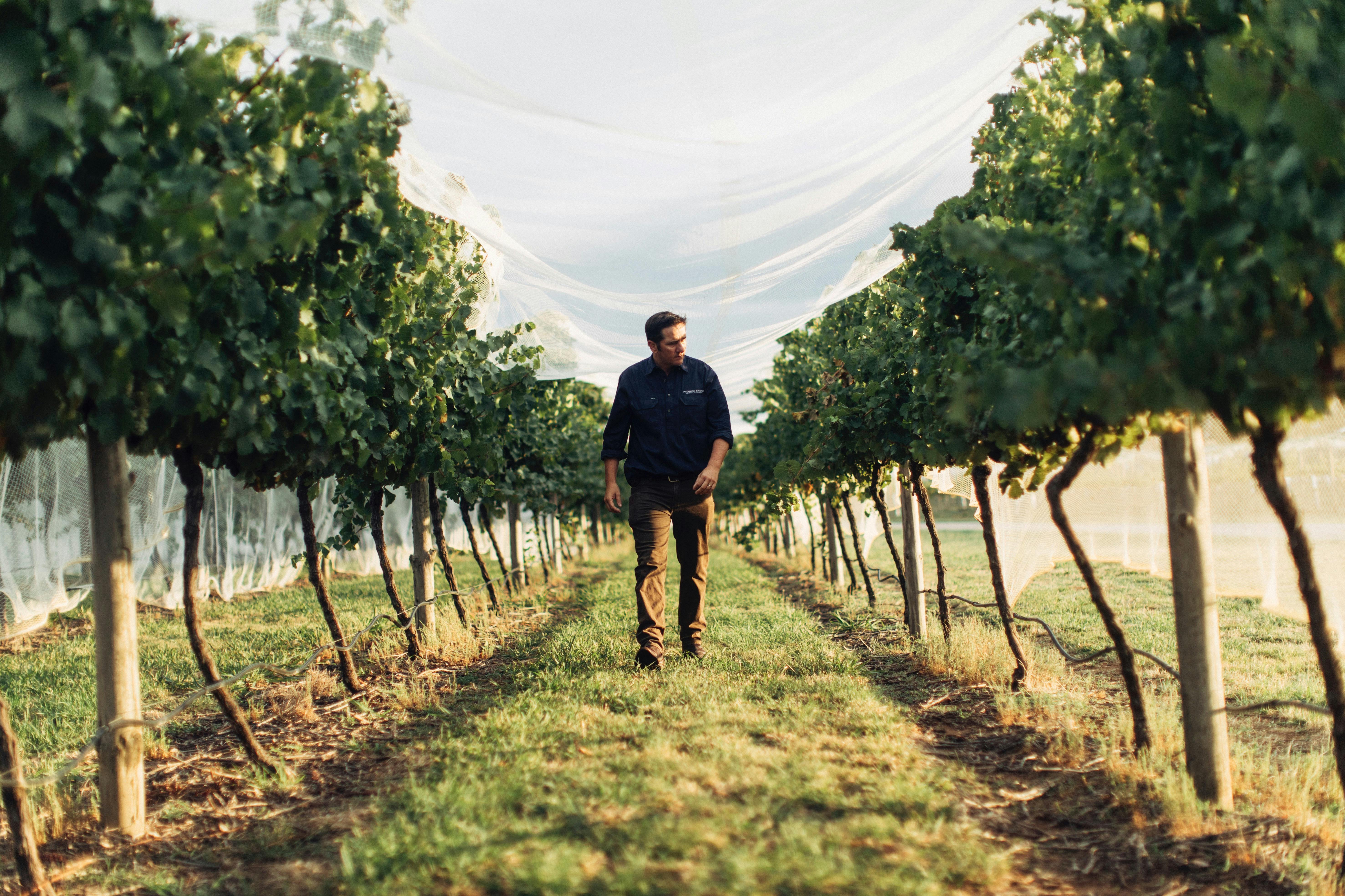 Swinging Bridge Owner and Winemaker, Tom Ward walking through netted vines at the Hill Park vineyard