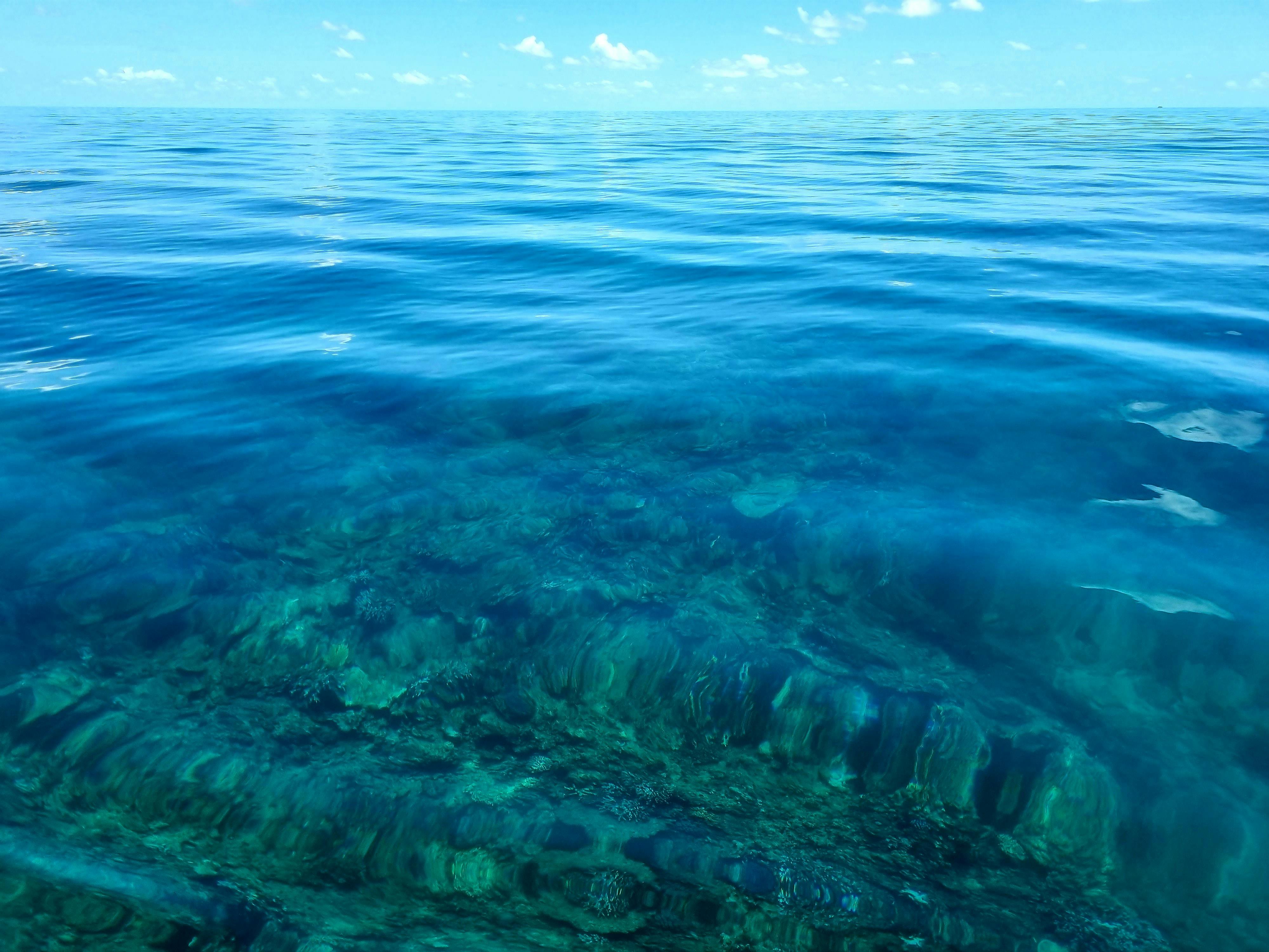 Reef