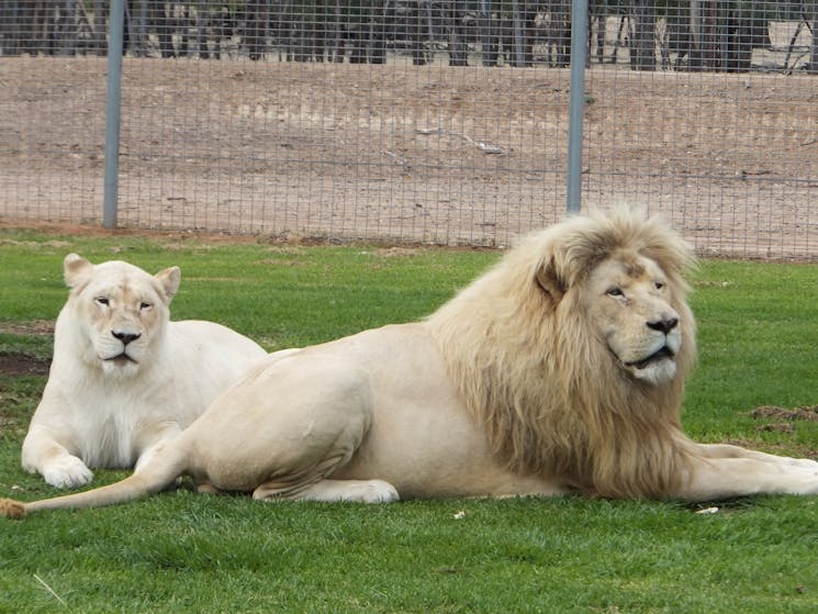 White Lions