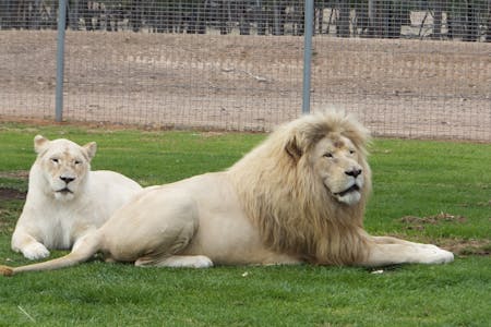 White Lions