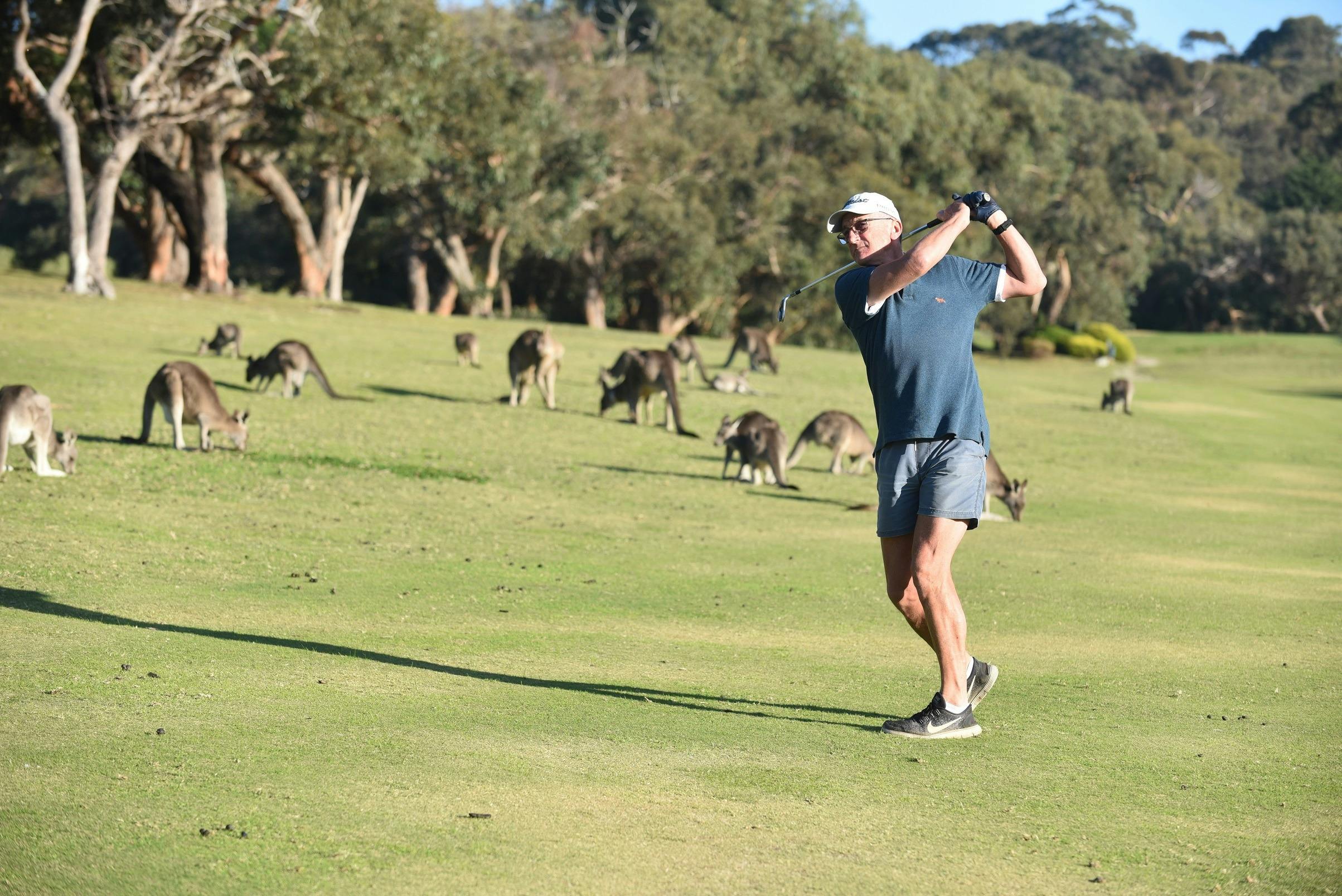 Golfer hitting a golf ball on the course with kangaroos in the background