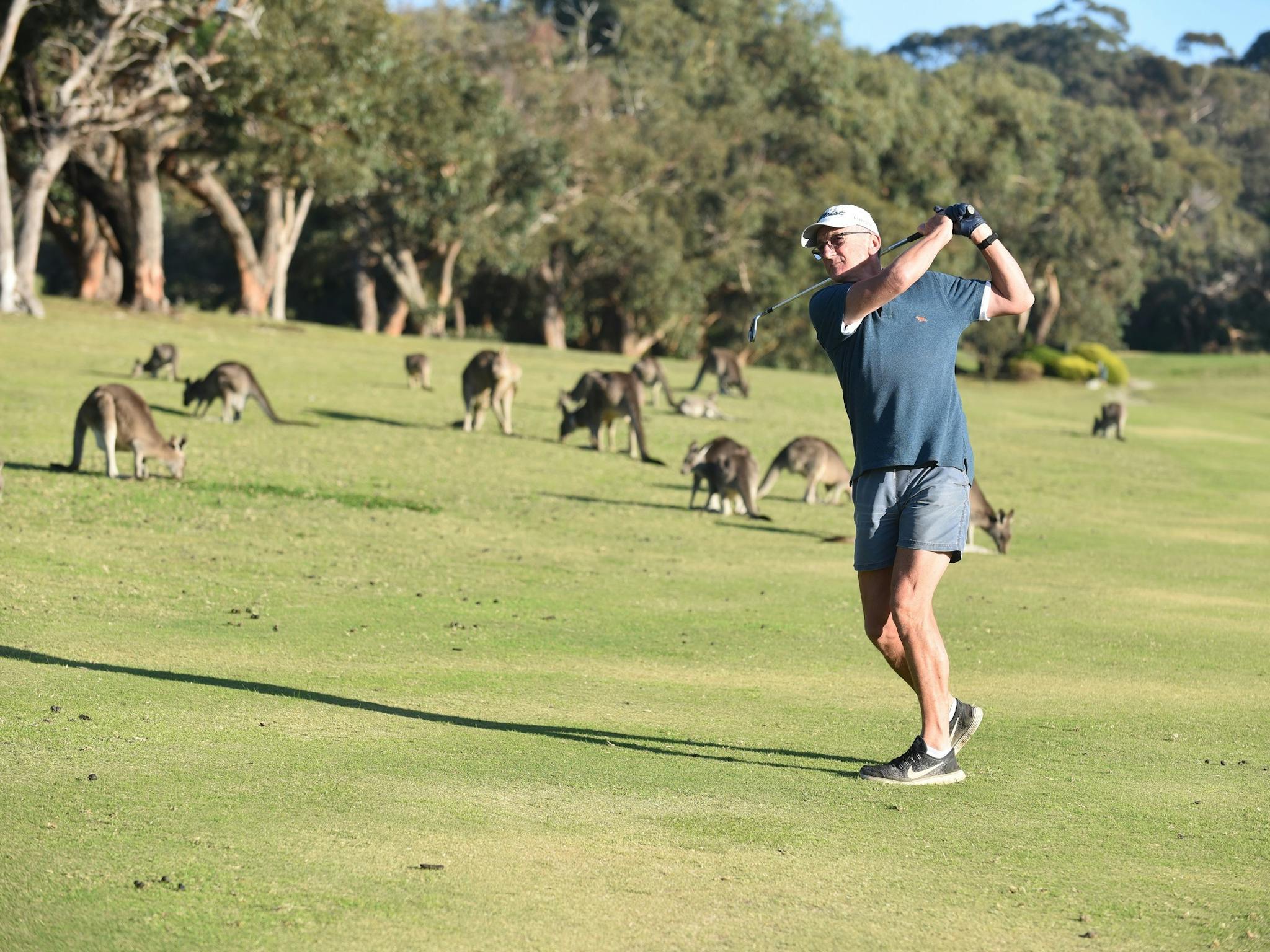 Golfer hitting a golf ball on the course with kangaroos in the background