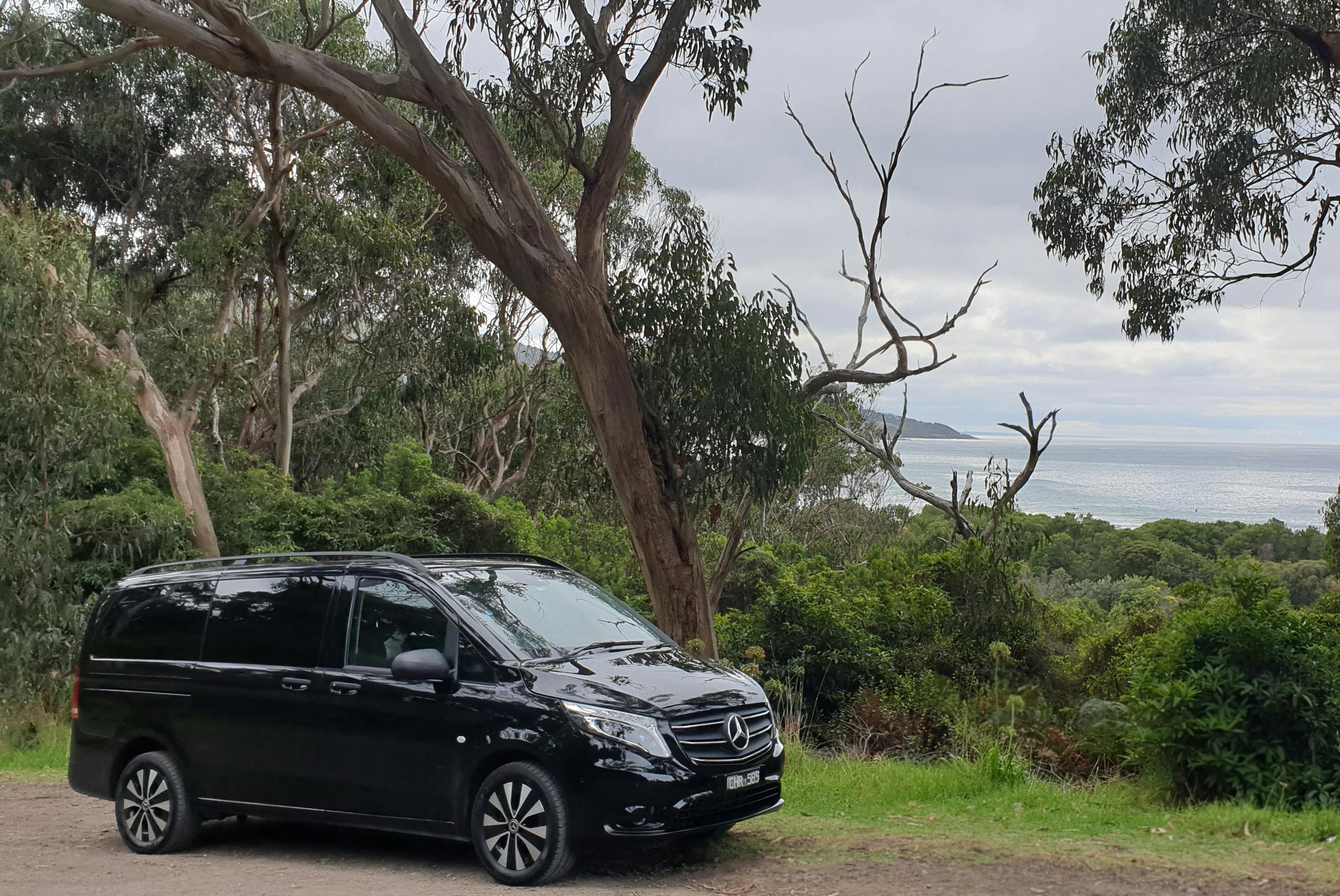 Stopping to view koalas along the Great Ocean Road