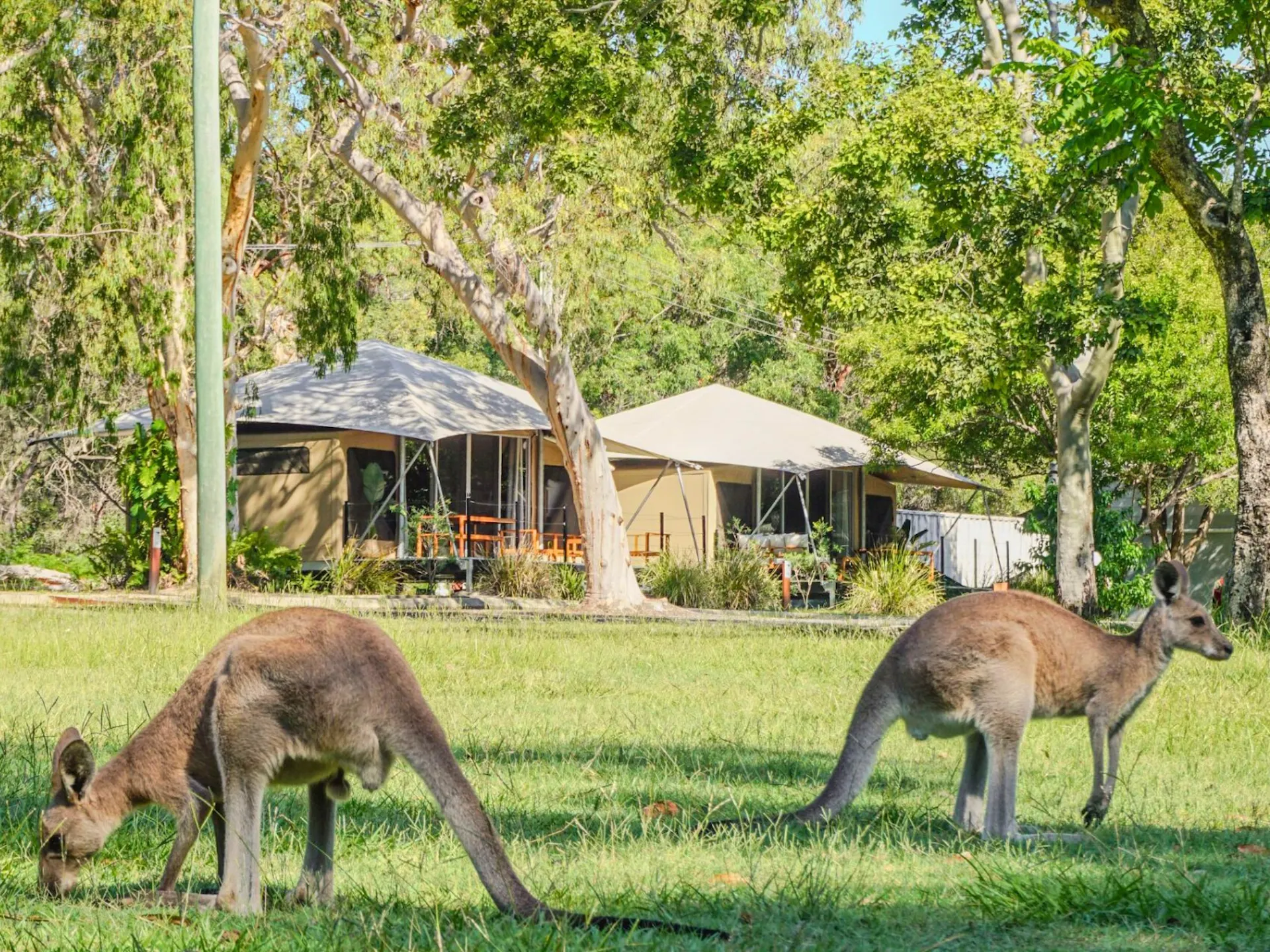 Kangaroo in front of Glamping Tents