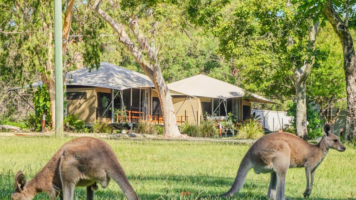 Kangaroo in front of Glamping Tents