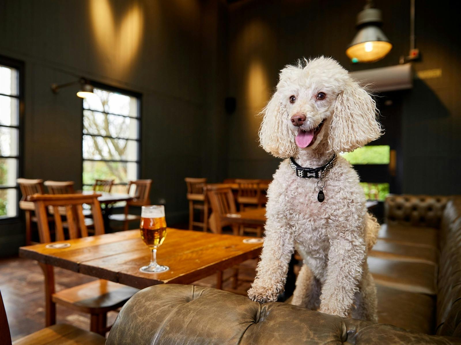 Paws and Pubs