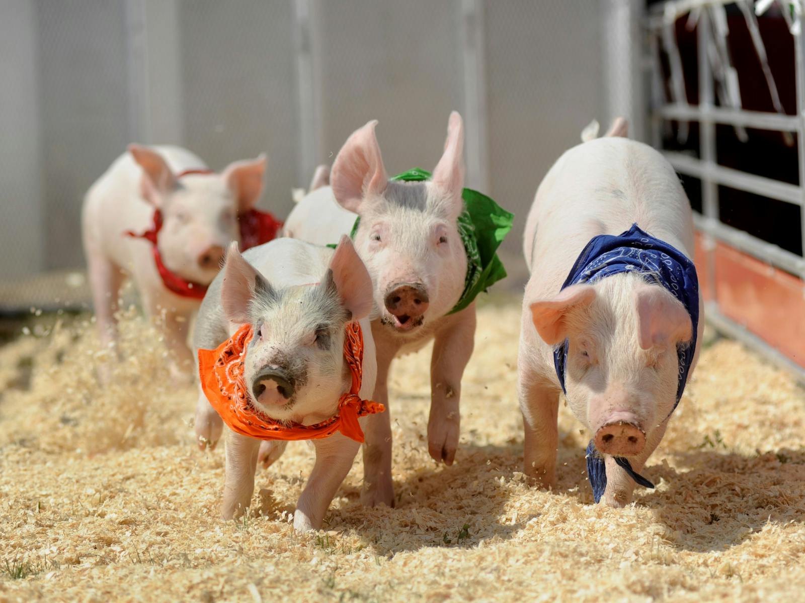 Image for Father's Day Pig Races