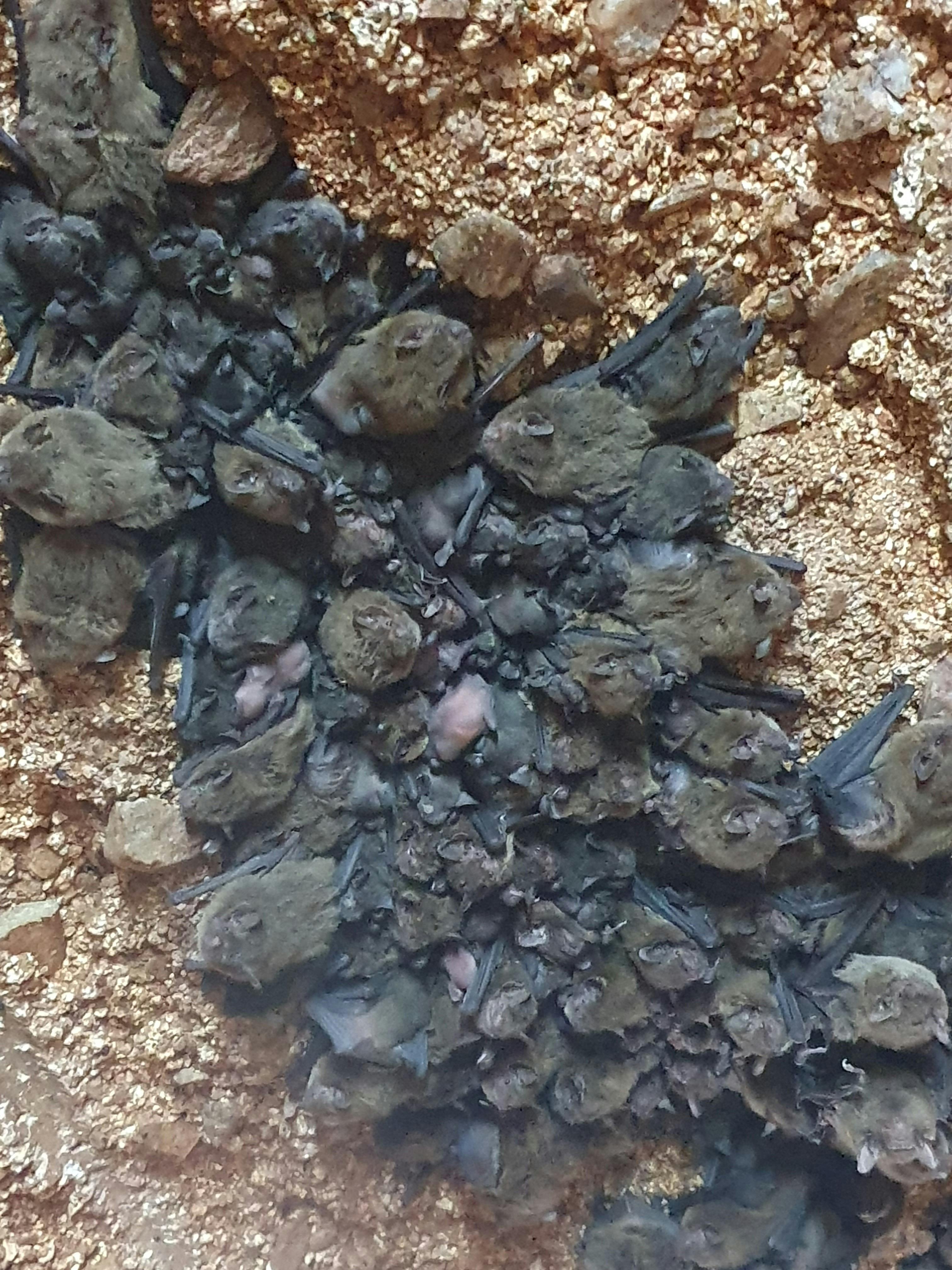 Miners Heritage Walk-In Mine