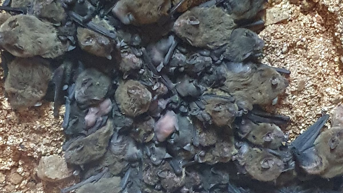 Micro bent wing bats showing of their baby
