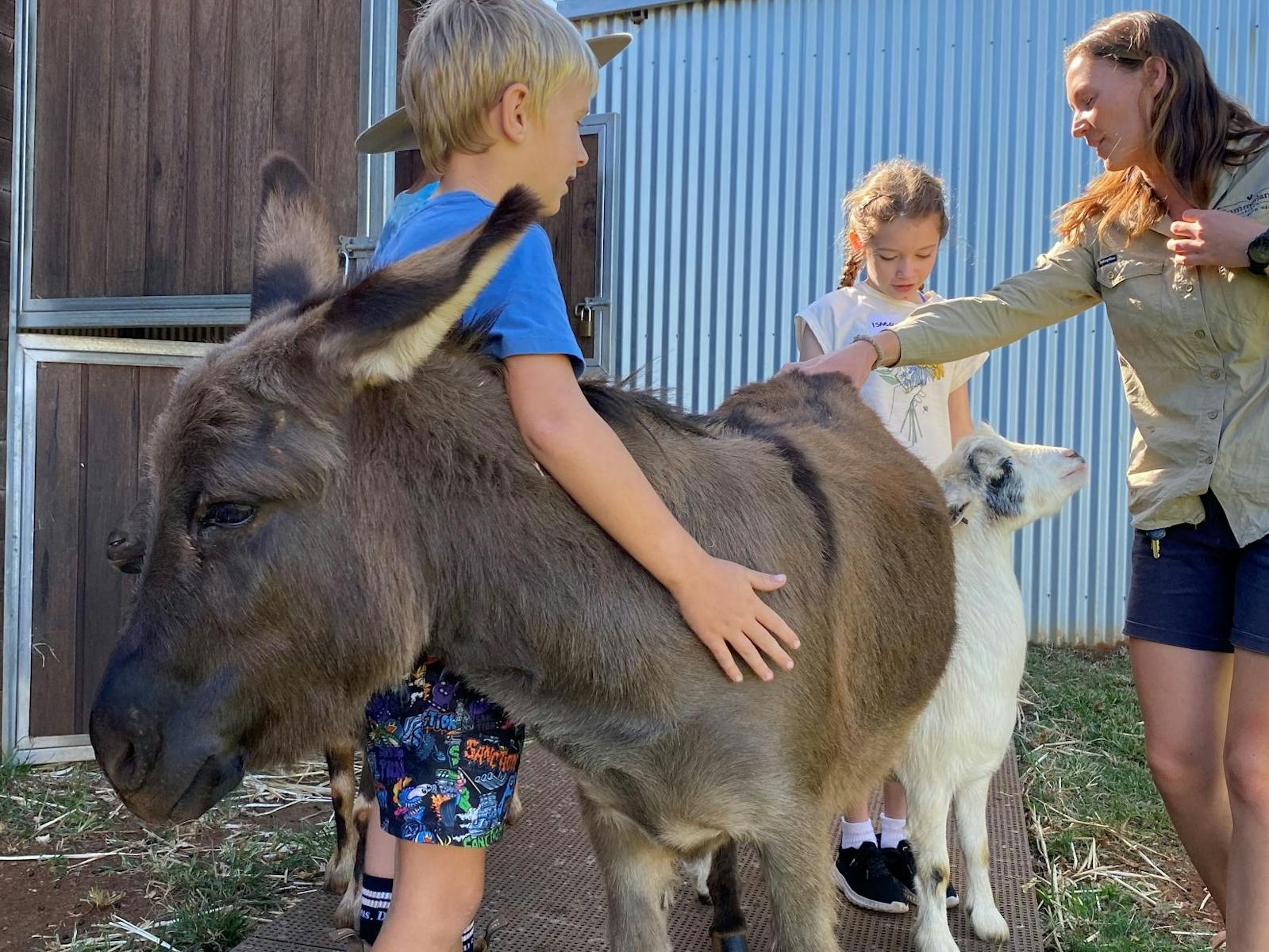 Children patting a donkey