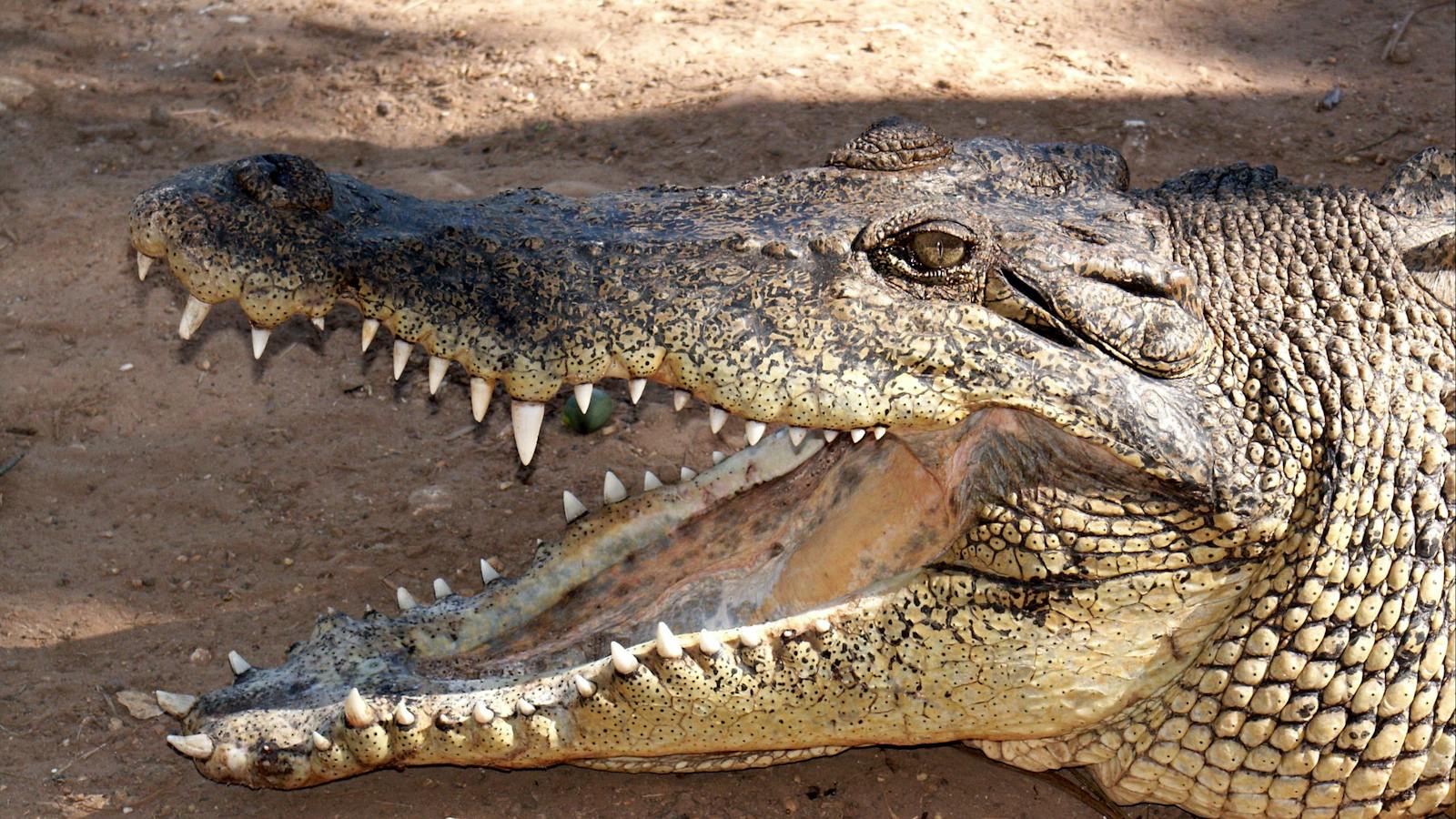 croc