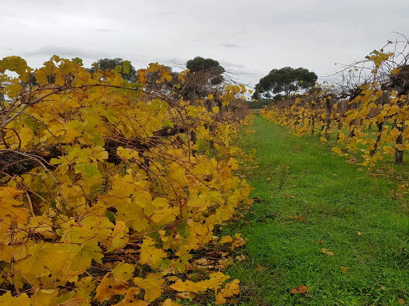BA Barossa Vineyard during Autumn