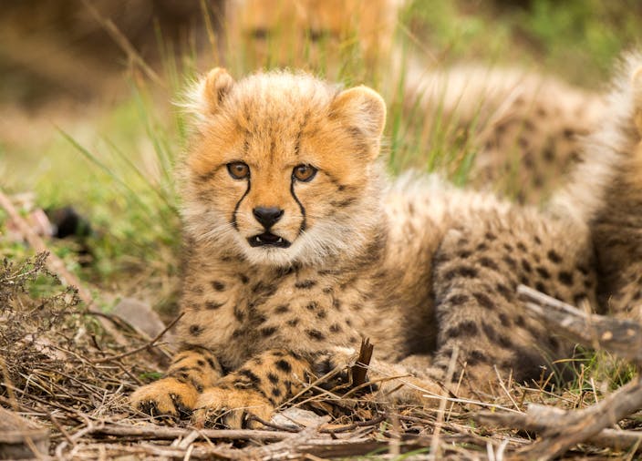 Monarto Zoo Day Tour