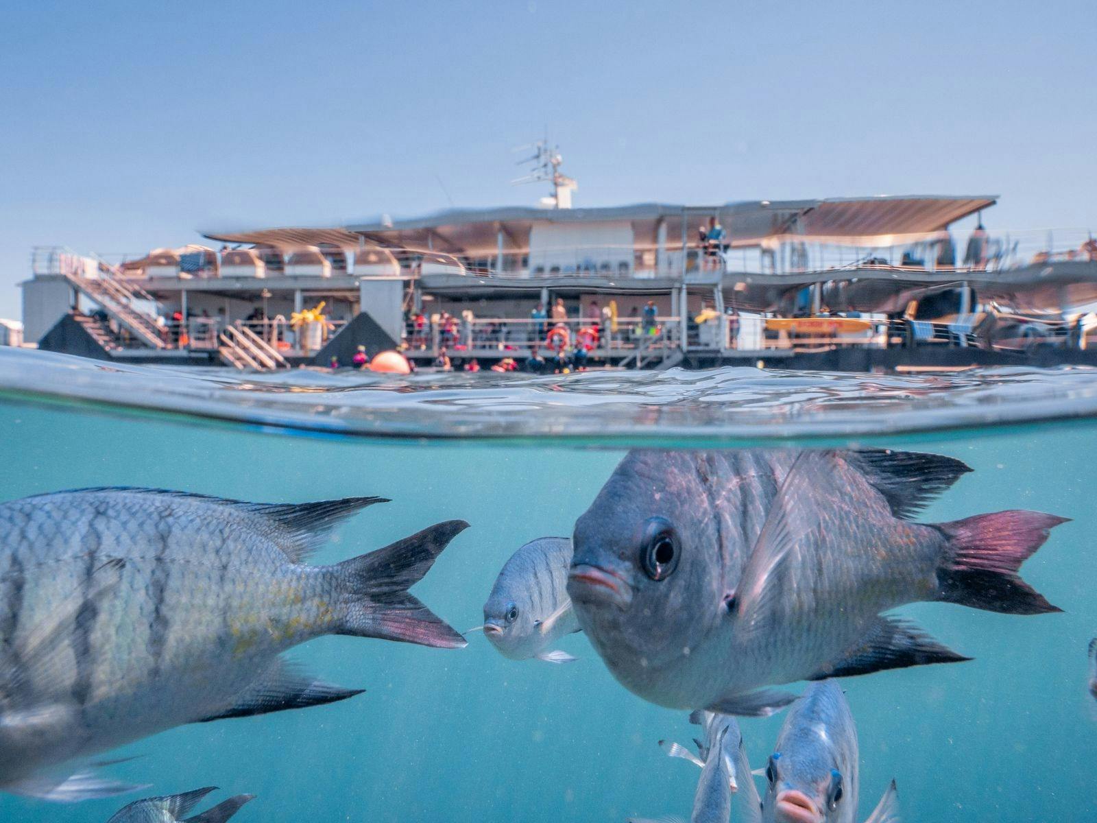 A semi underwater image of fish and Reefworld pontoon