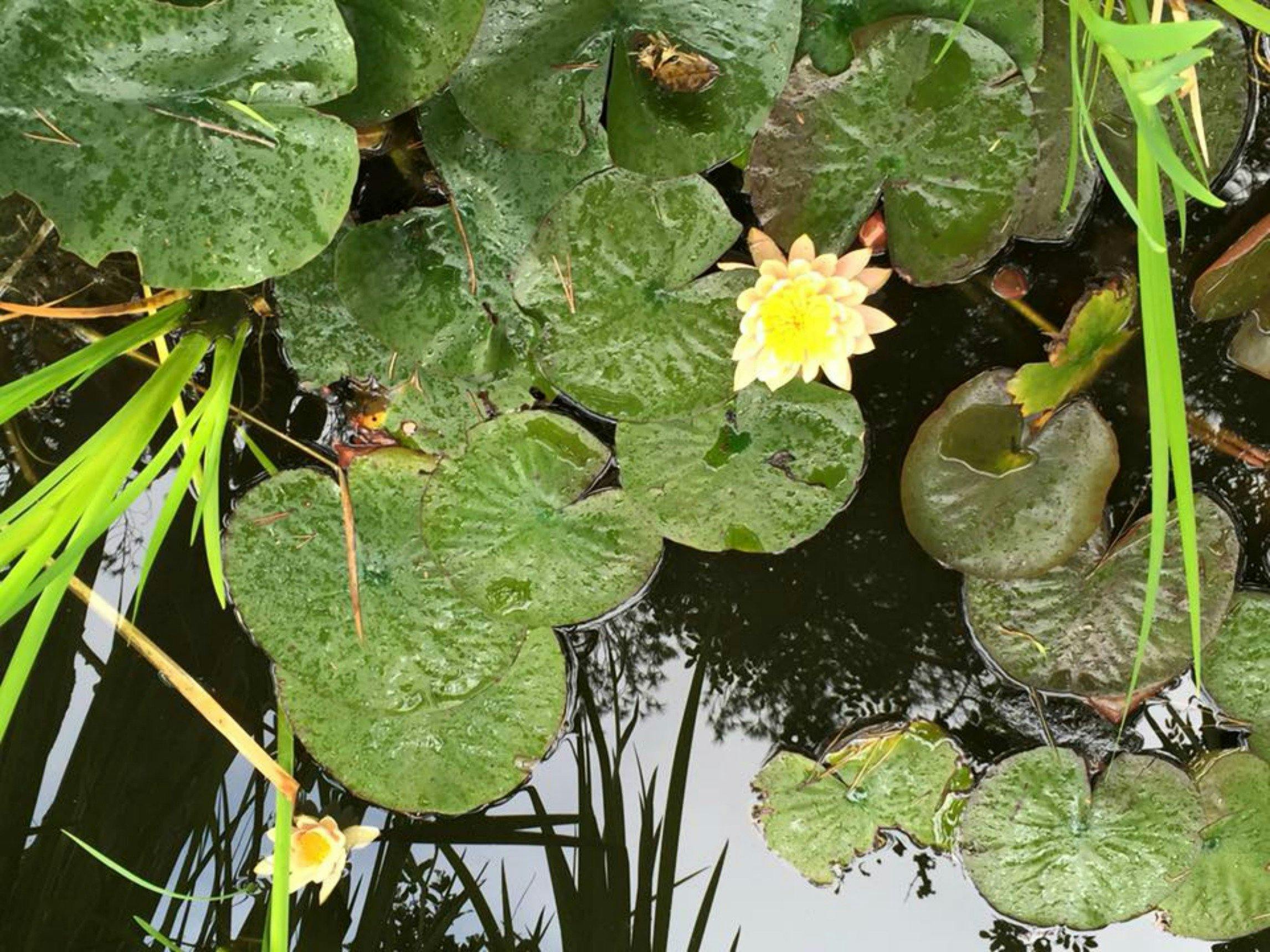 The Beach Bible Garden