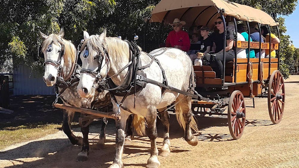 Texas Longhorn Tours