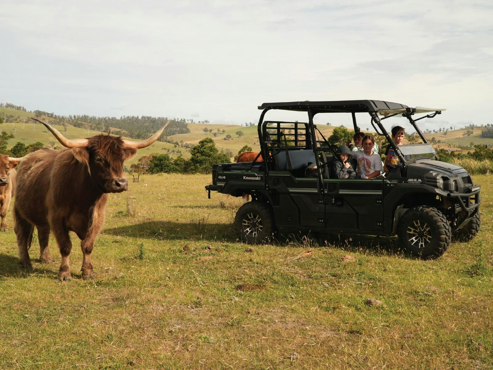 Kids enjoying a farm tour on a buggy while highland cows approach them