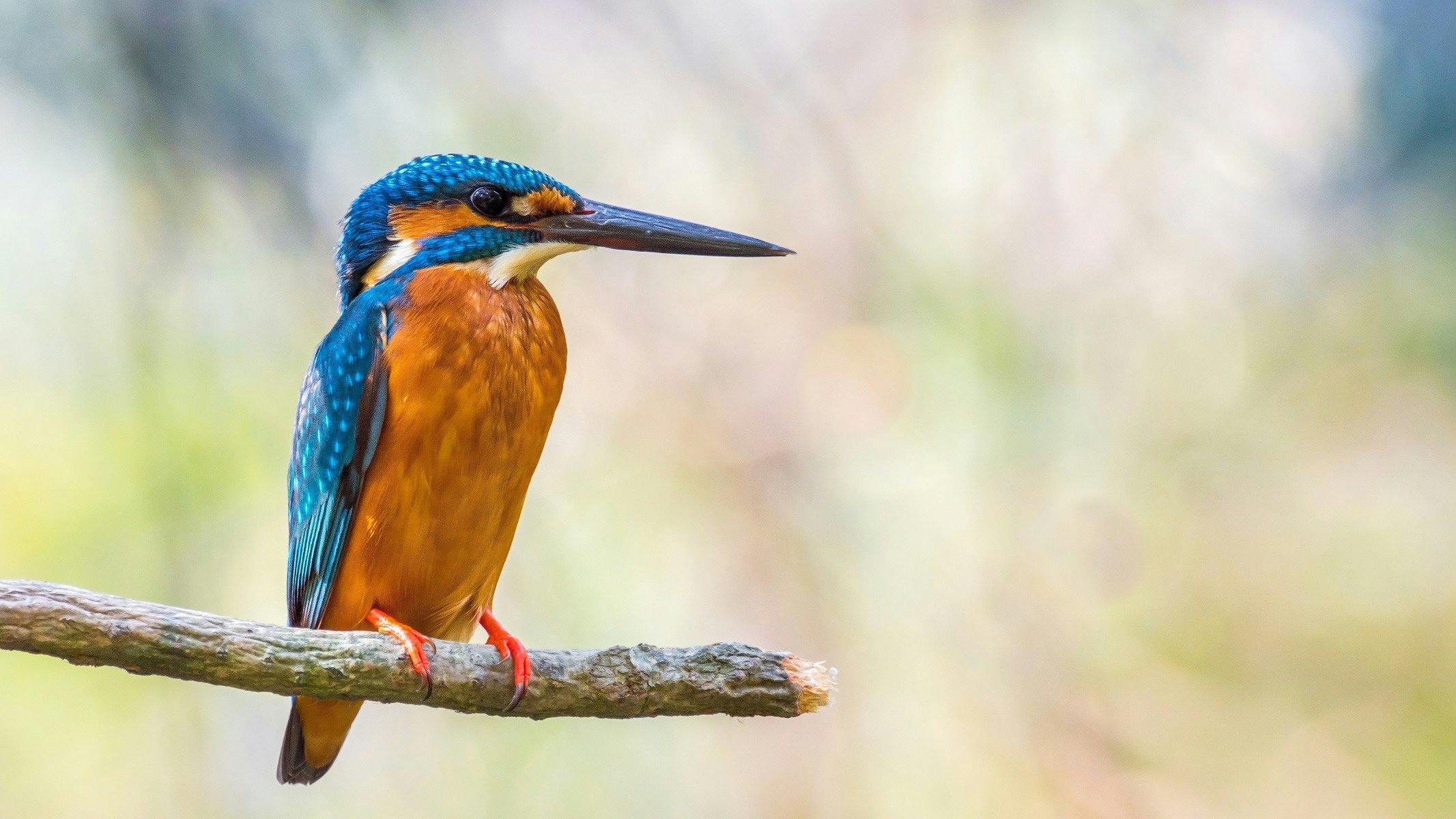 Boyters Lane Bird Hide