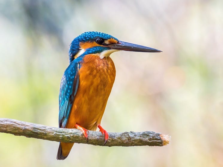 Azure Kingfisher that can be viewed at Boyter's Lane Bird Hide
