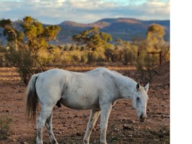 Dozey Wilkydoo Equine Connections' grand old man is an elder horse standing infront of mountains.
