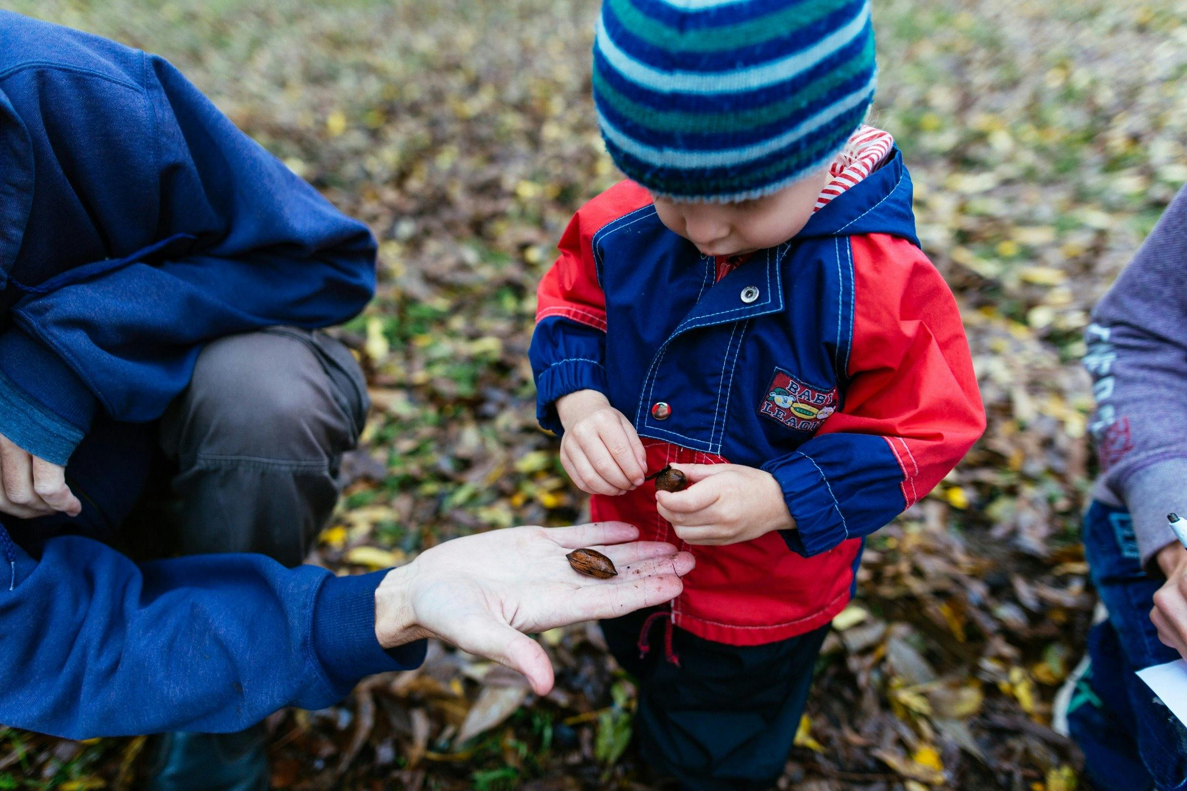 ピーカンレディ