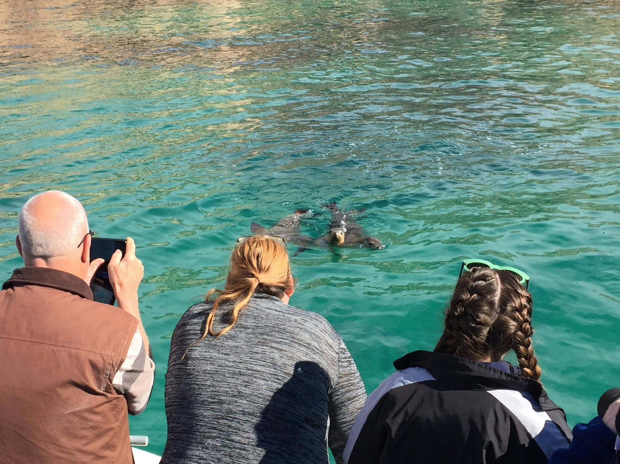 sea lion