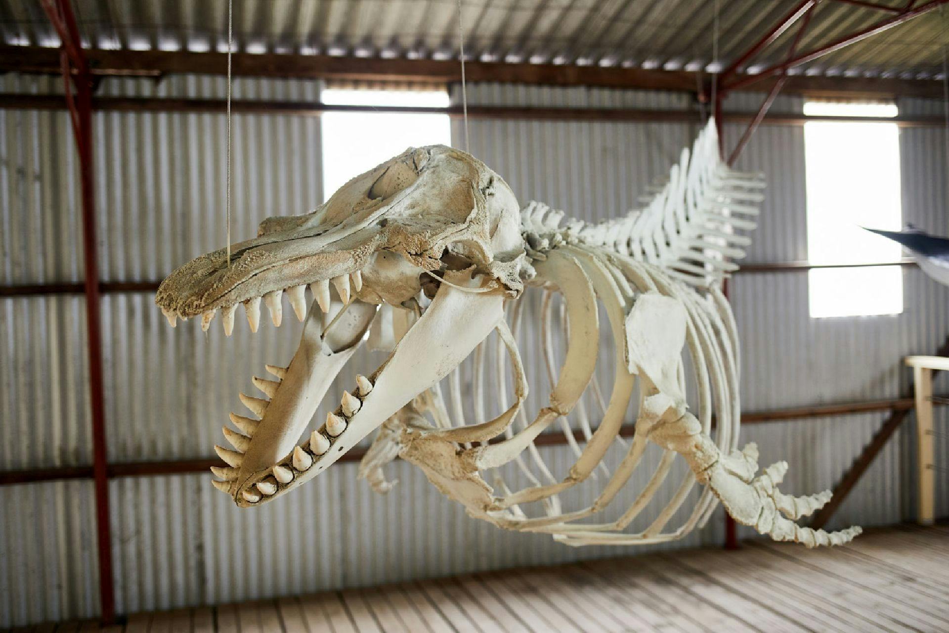 Pygmy whale skeleton