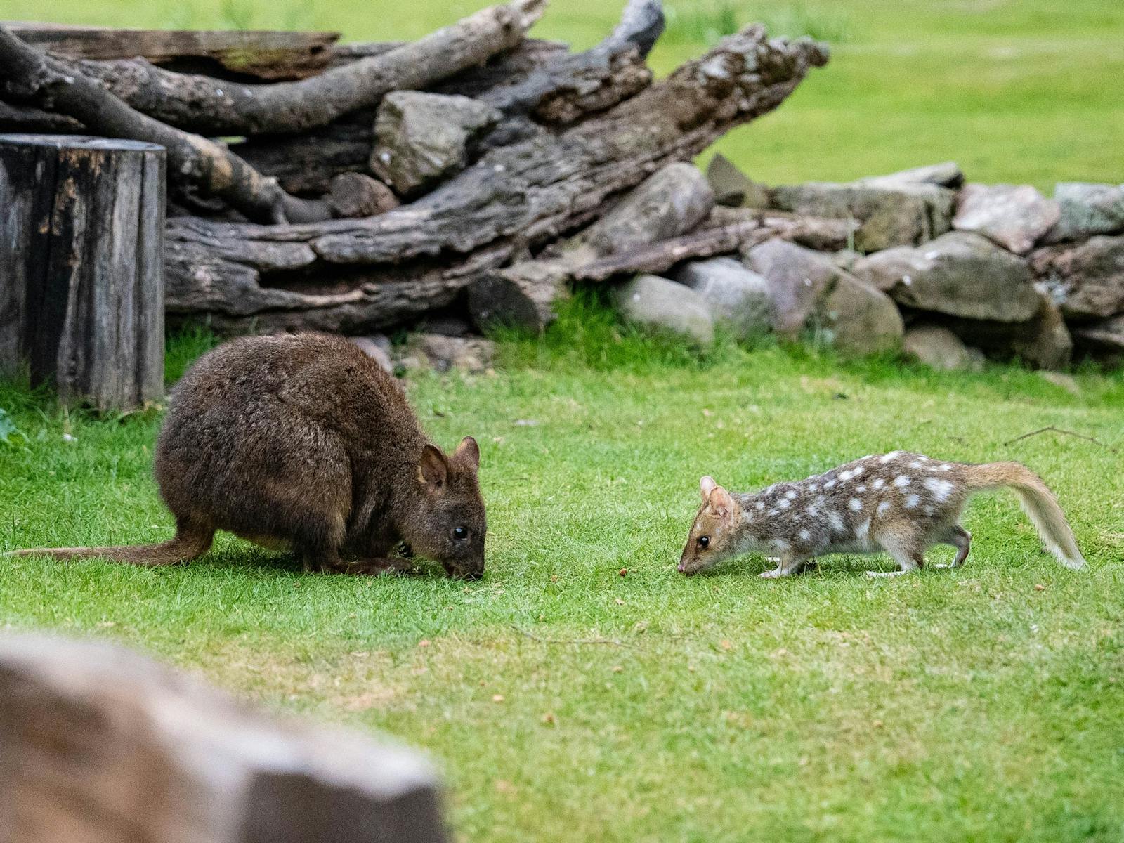 Pademelon and eastern quoll feeding