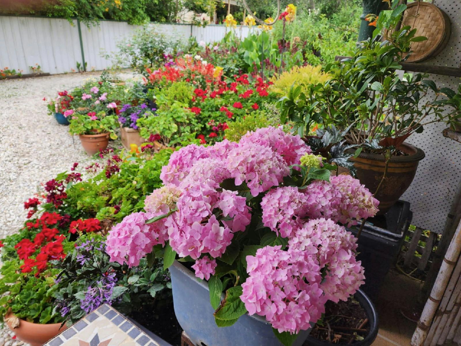 Maitland Garden Ramble 2025