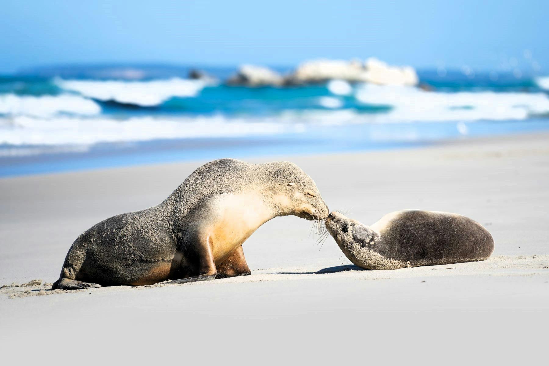 Seals at Seal Bay Conservation Park Kangaroo Island