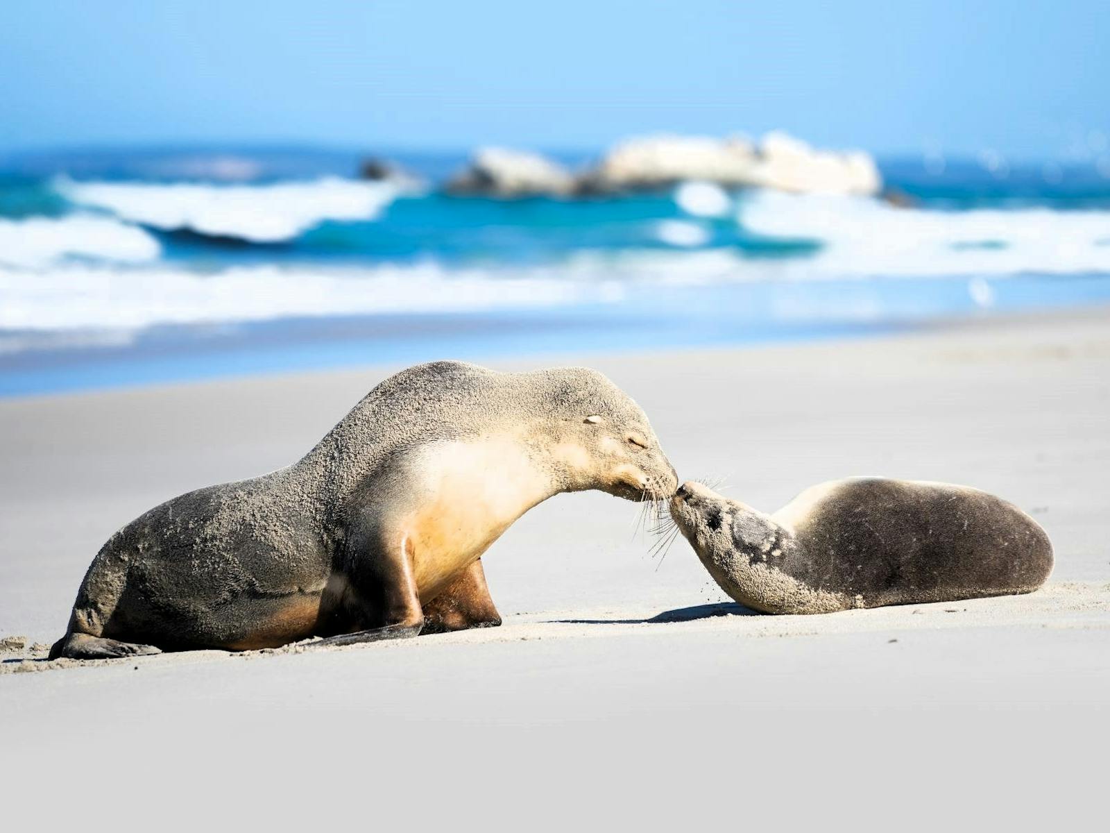Seals at Seal Bay Conservation Park Kangaroo Island