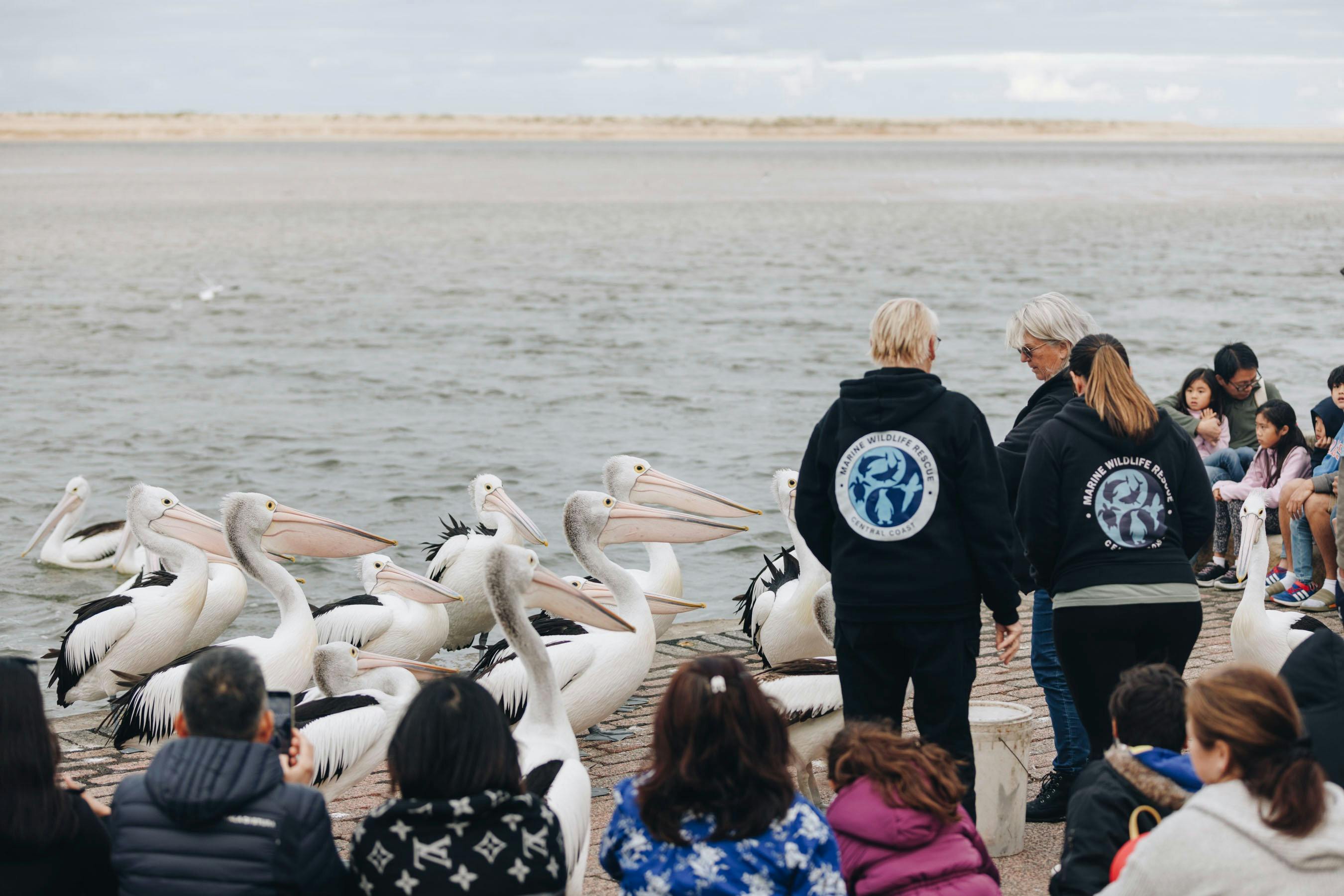 Marine Wildlife Volunteers delivering Pelican Time