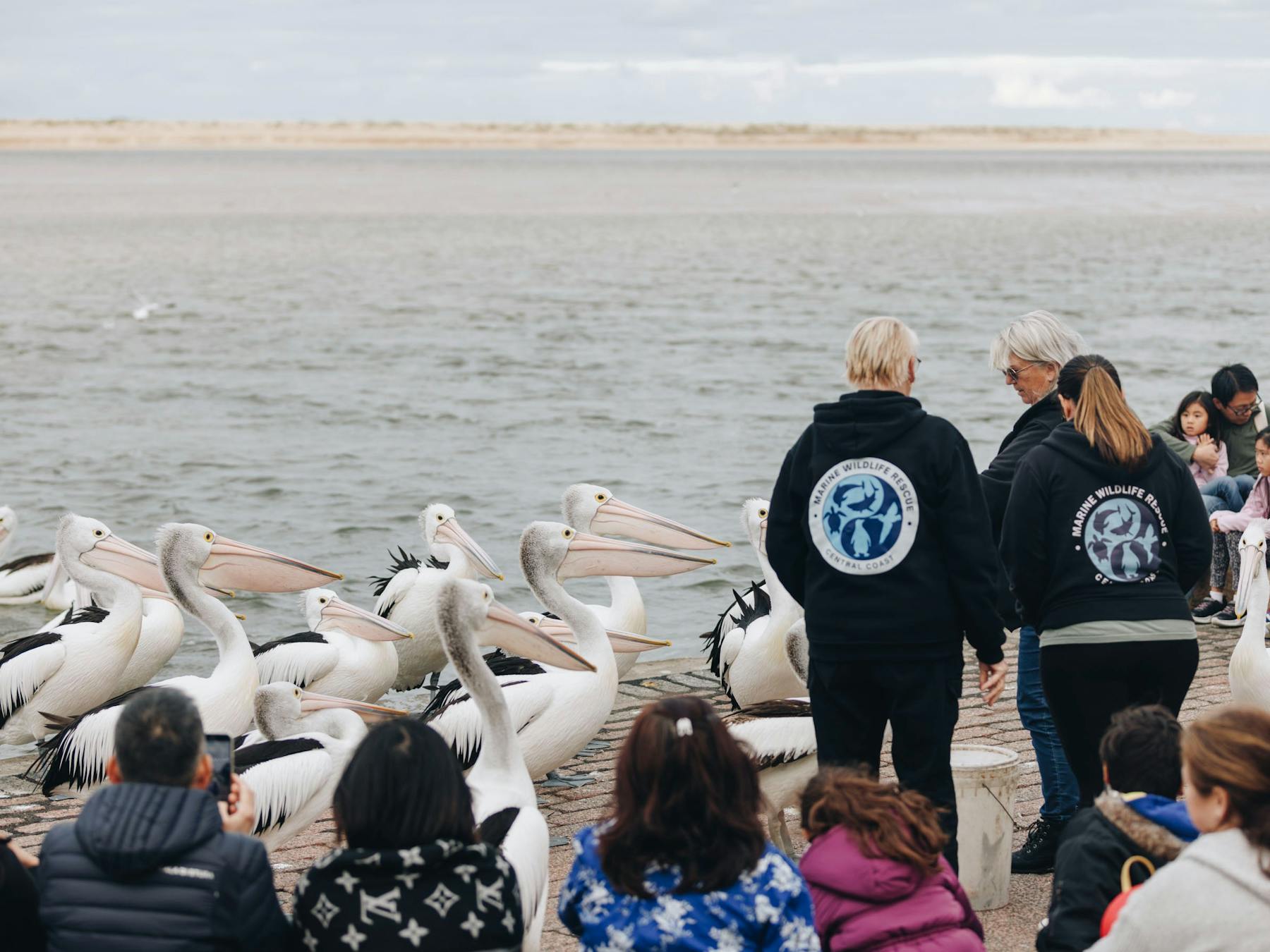 Marine Wildlife Volunteers delivering Pelican Time