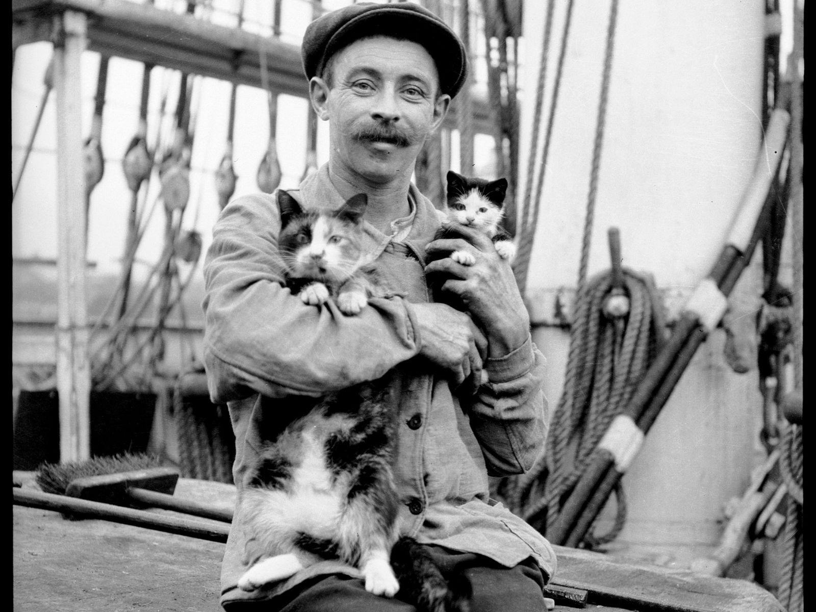 Cats and Dogs All at Sea