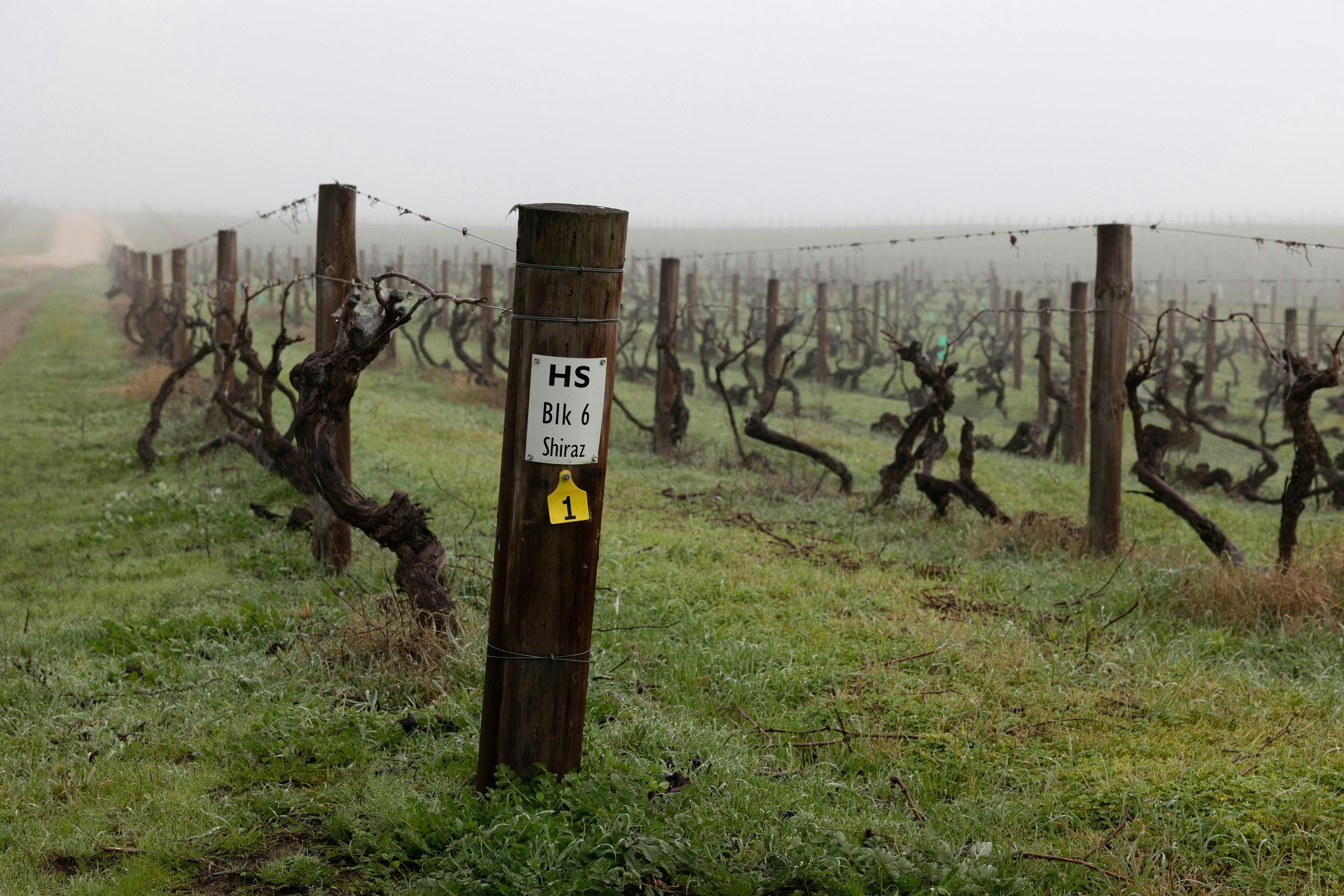 Torbreck's Hillside Vineyard Heritage Tour