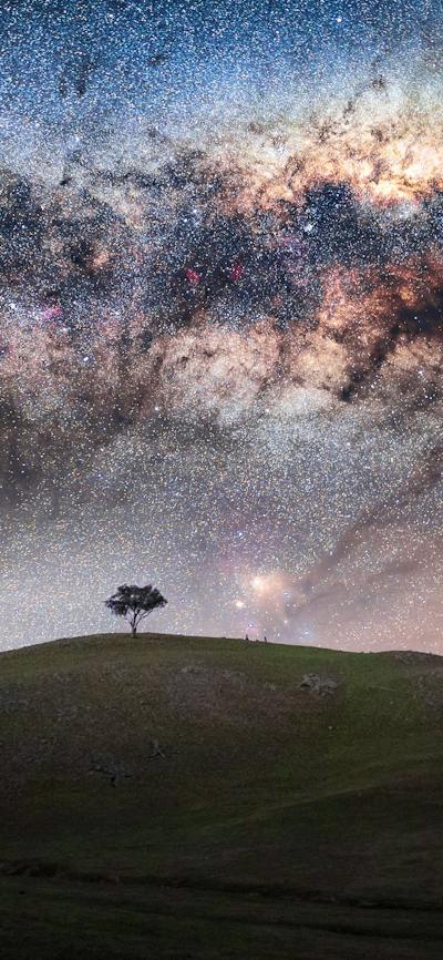 A lone tree under the Mlky Way